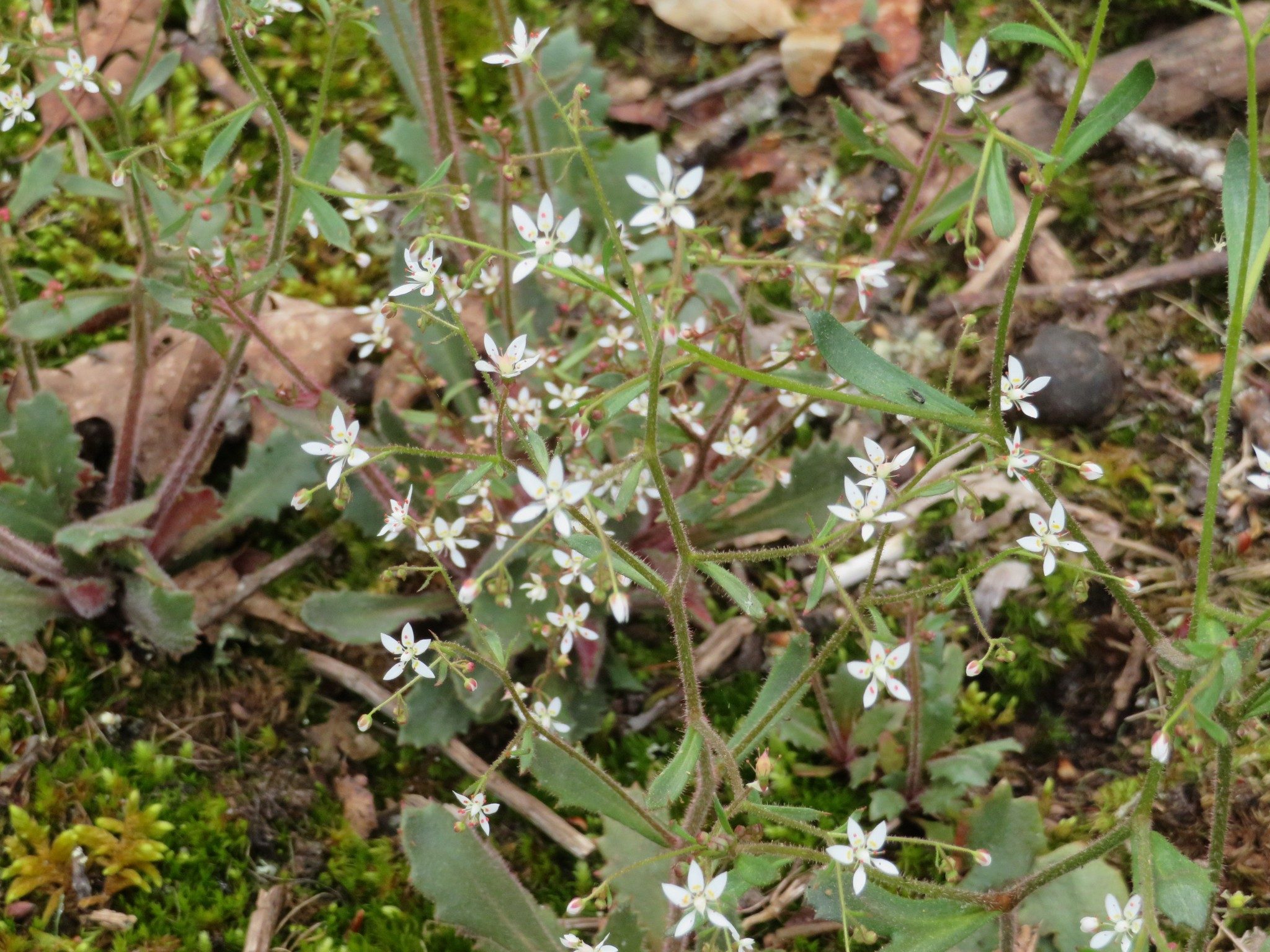 Cliff saxifrage (Hydatica petiolaris)