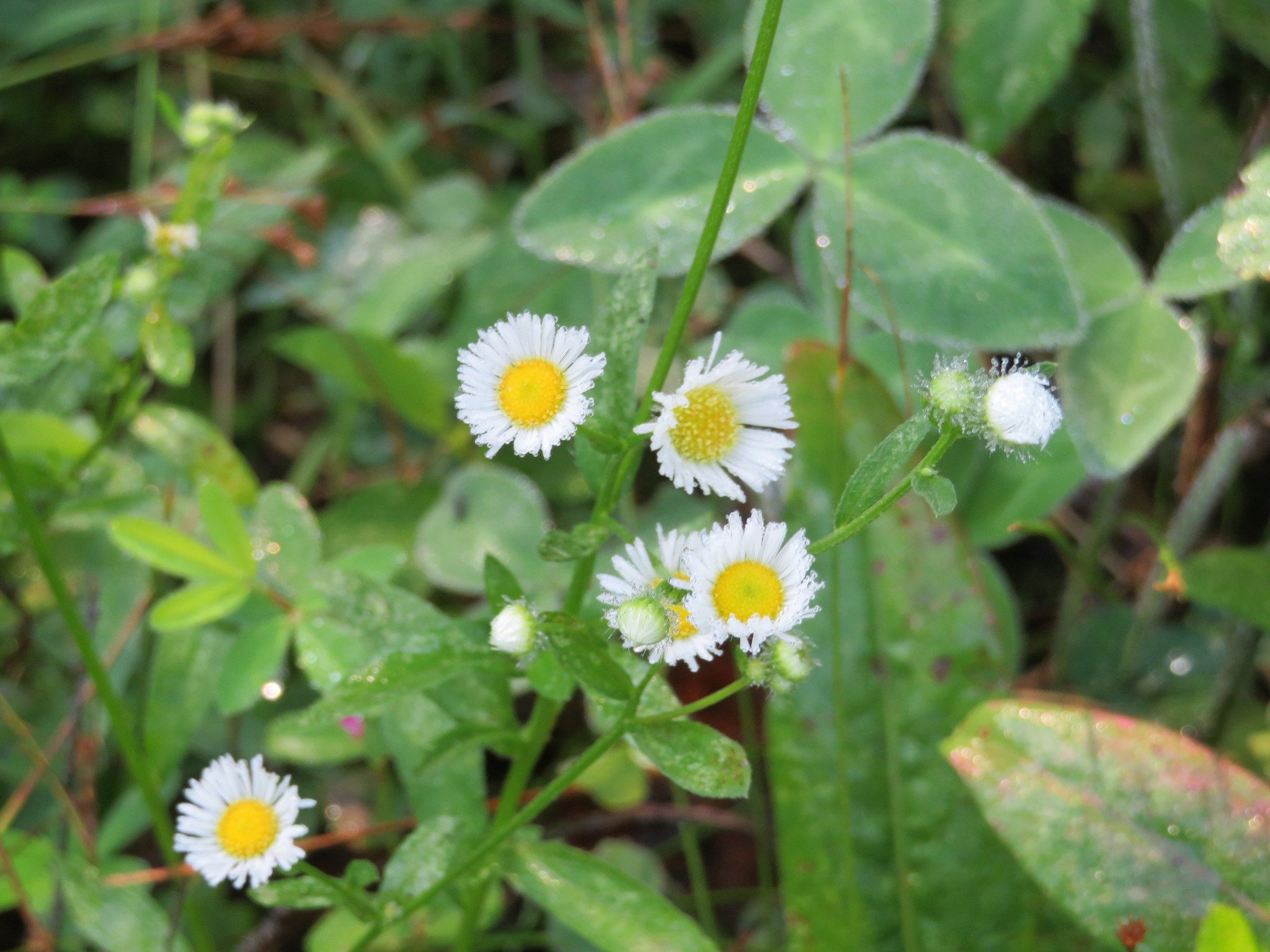 Daisy Fleabane (Erigeron philadelphicus)