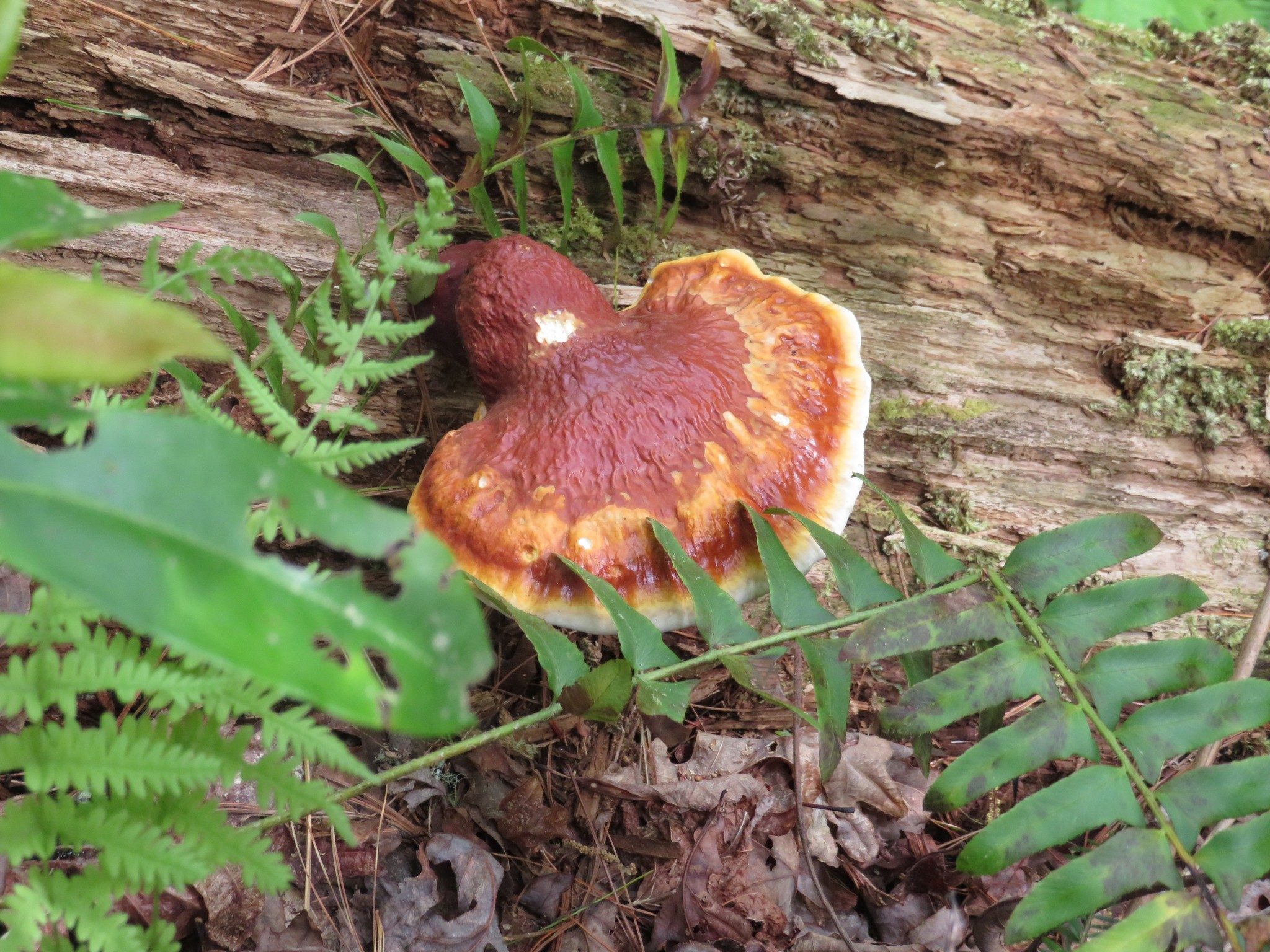 Fungus of the Day