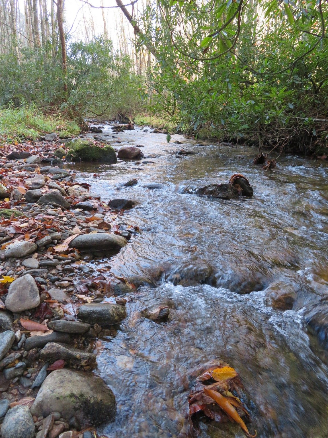 Kimsey Creek is really picturesque