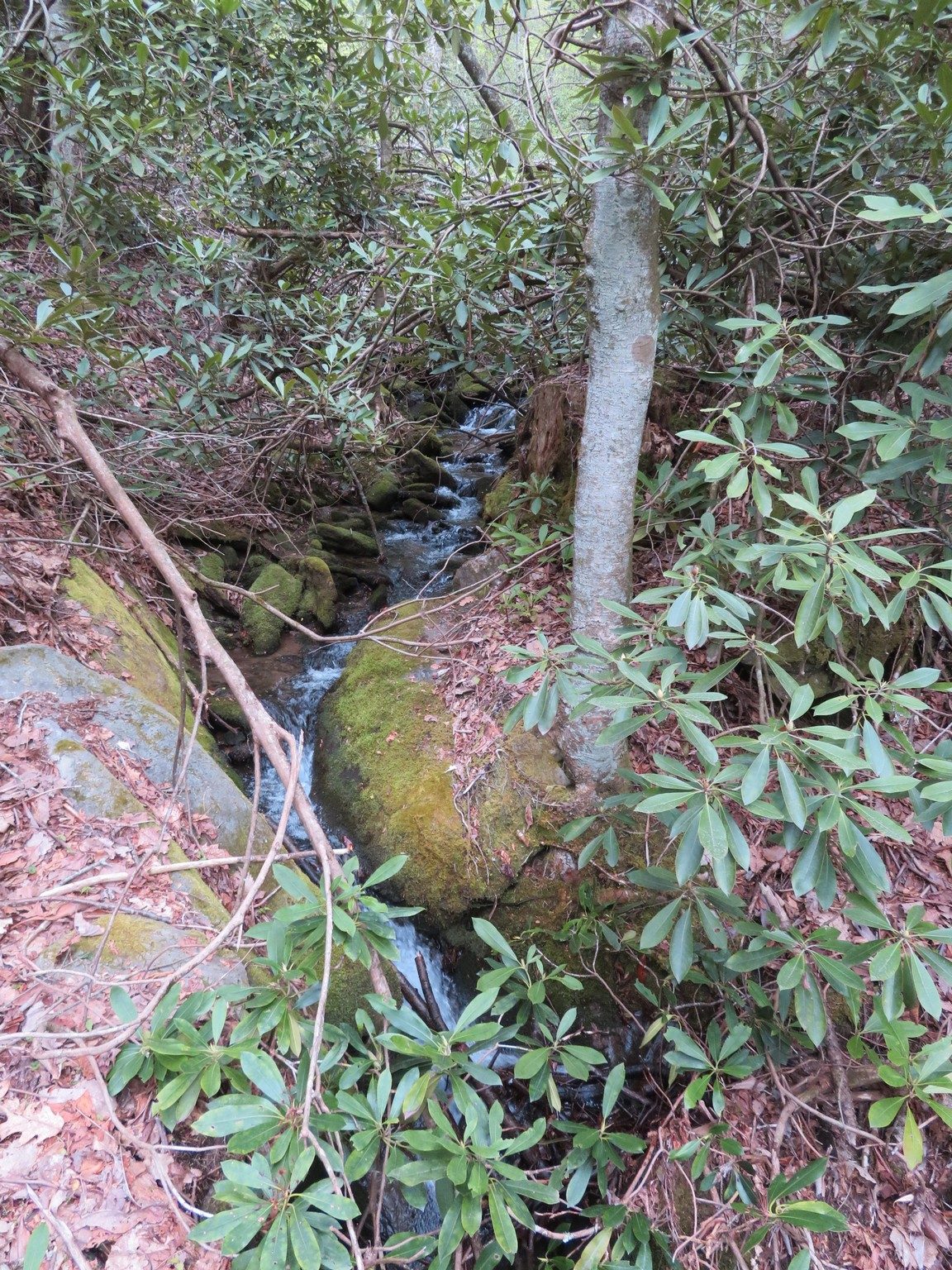 Typical Tributary to Overflow Creek