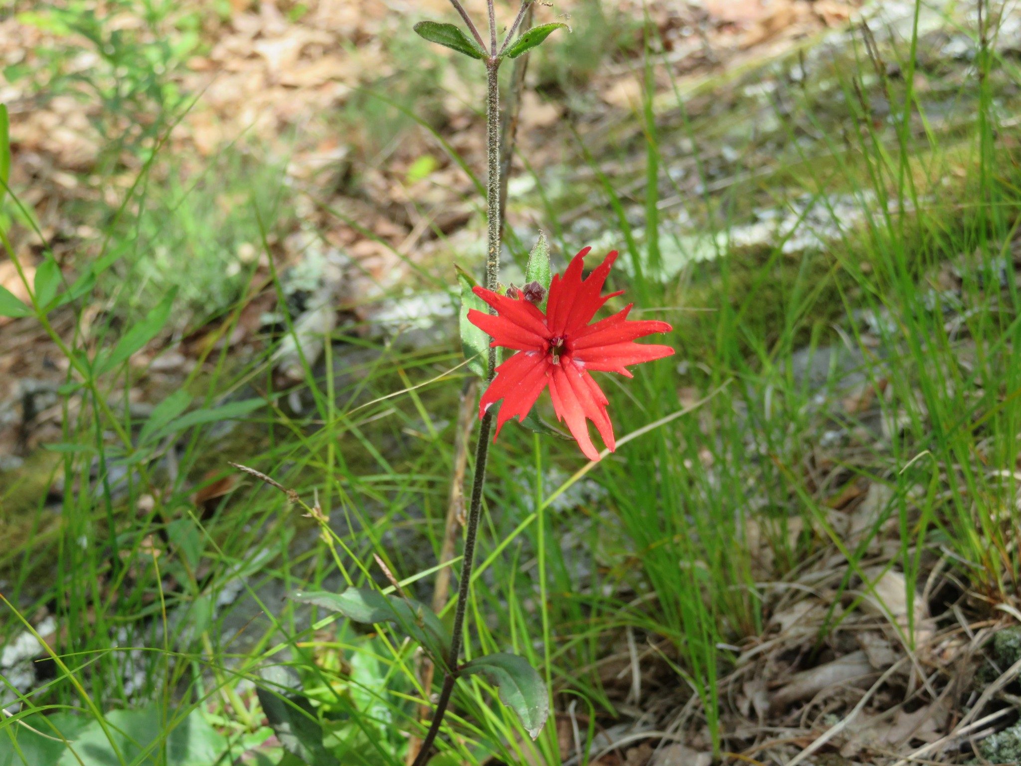 Fire Pink(Silene virginica)