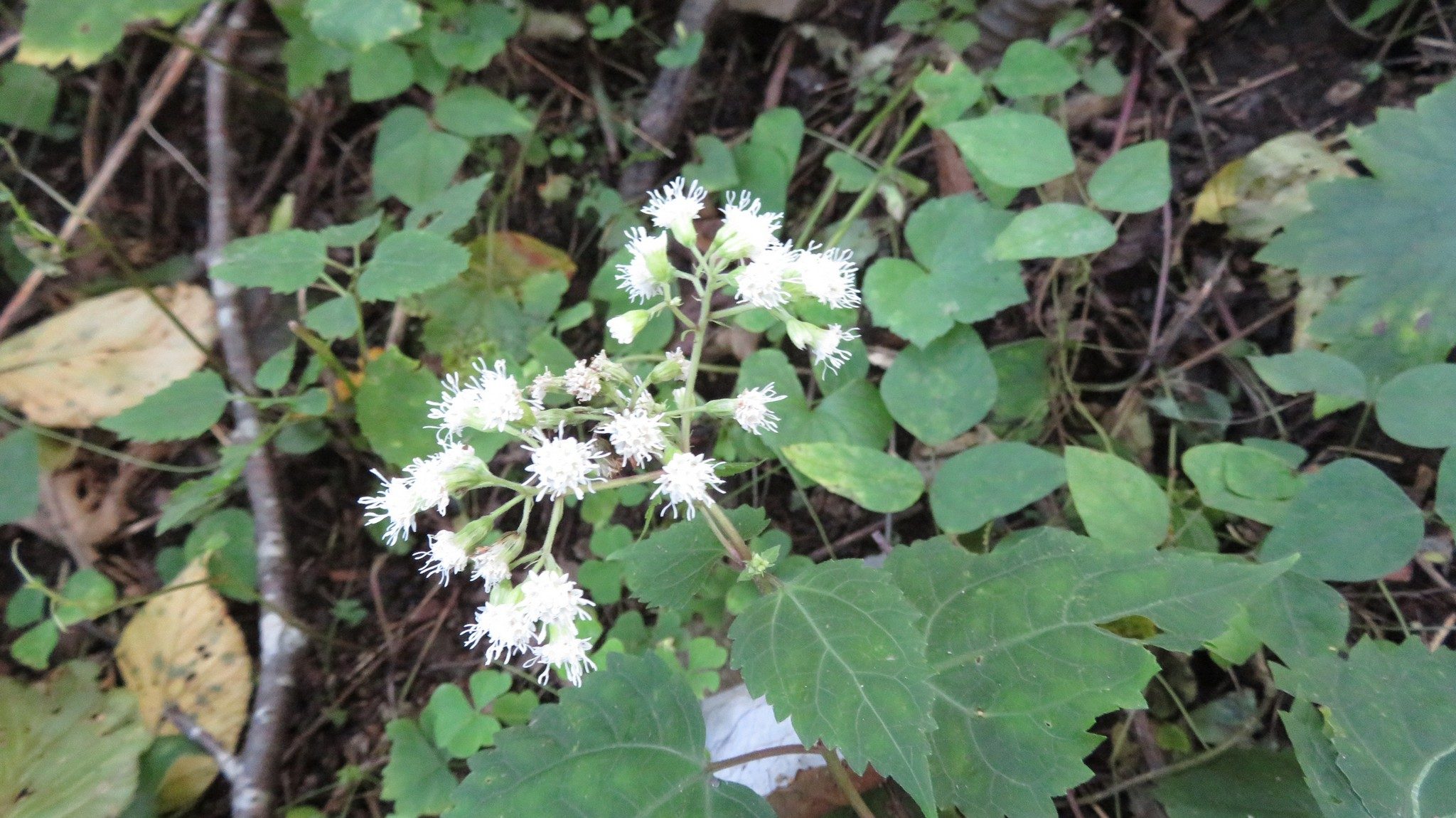 White Snakeroot (Eupatorium rugosum)
