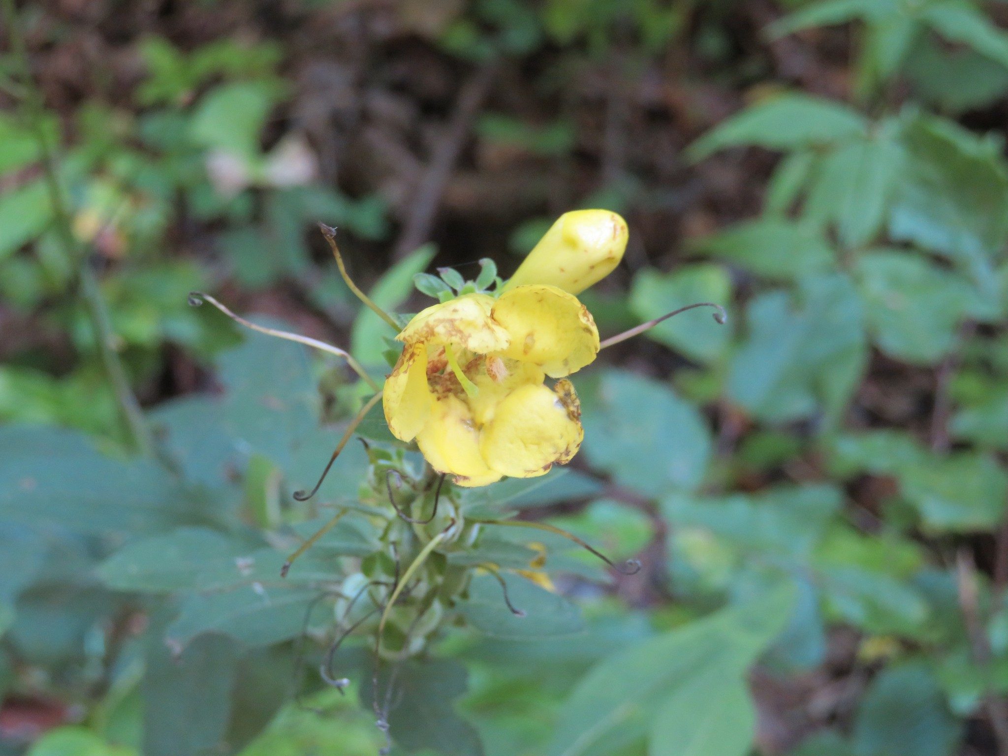 Gerardia, yellow / Smooth False Foxglove