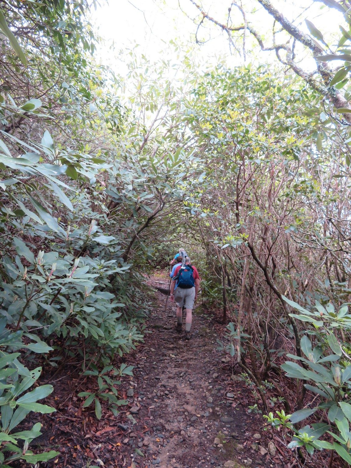 Rhododendrons arching over trail