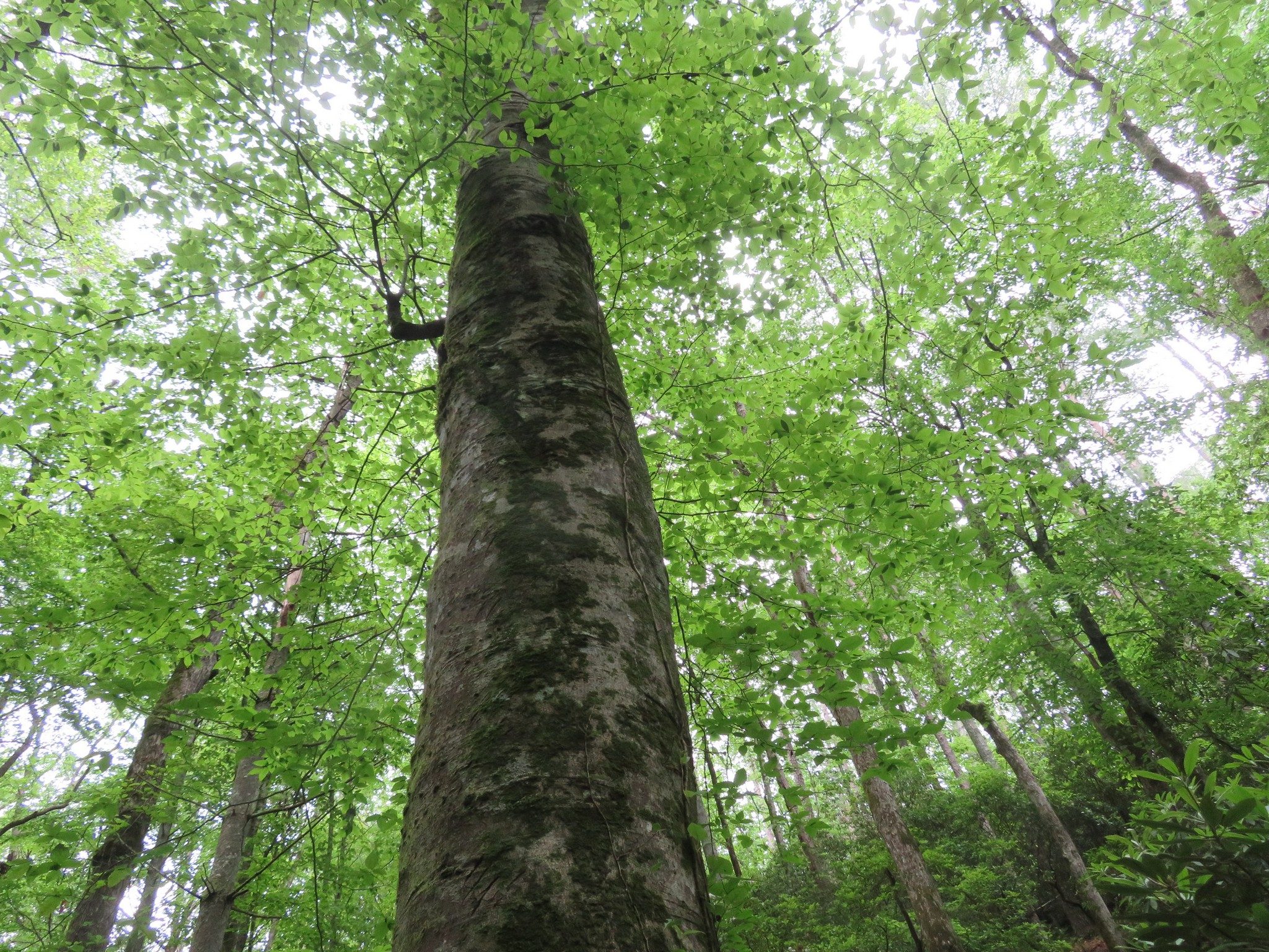 Large American Beech along Turner Creek