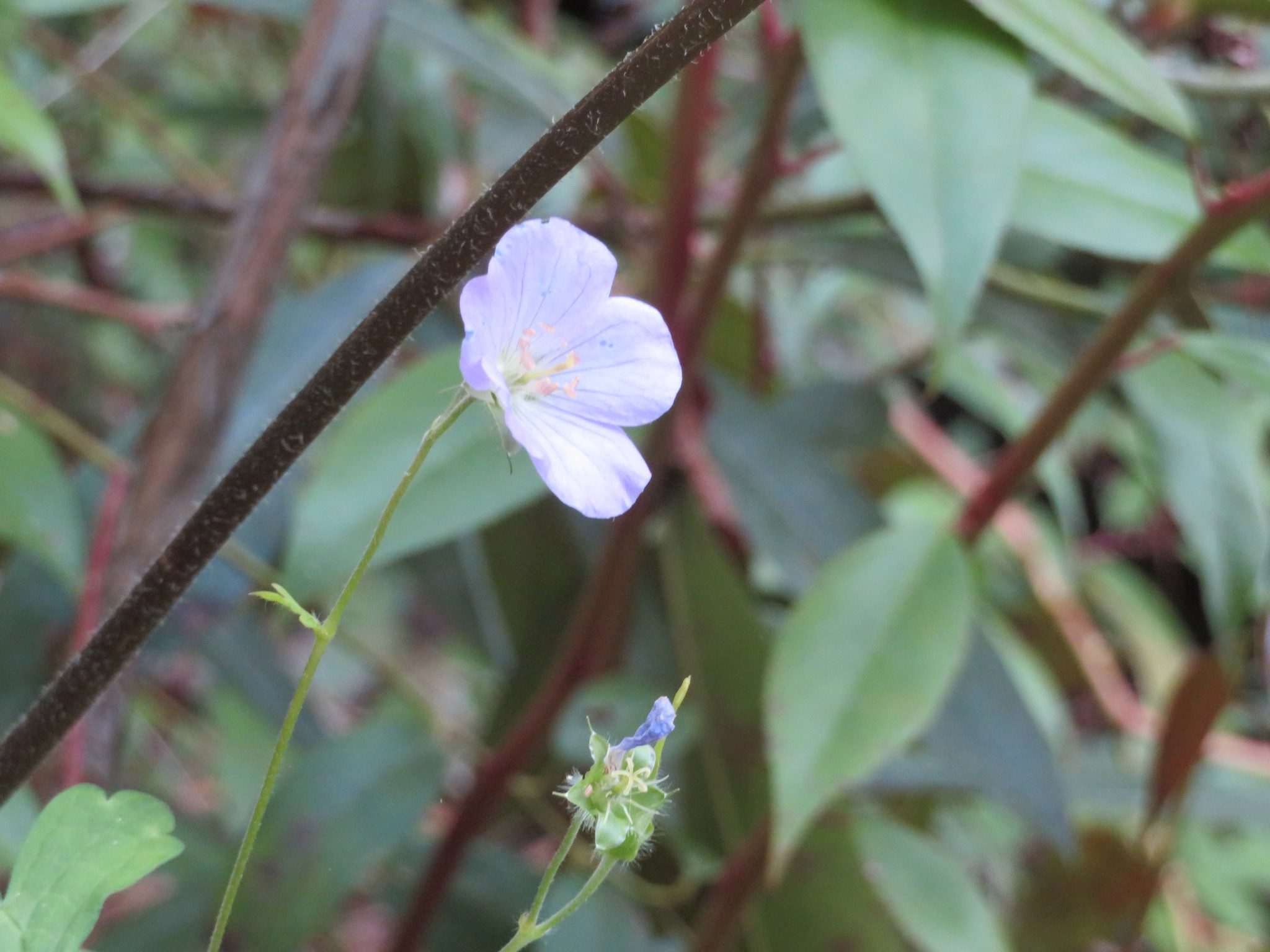Wild Geranium (Geranium maculatum)