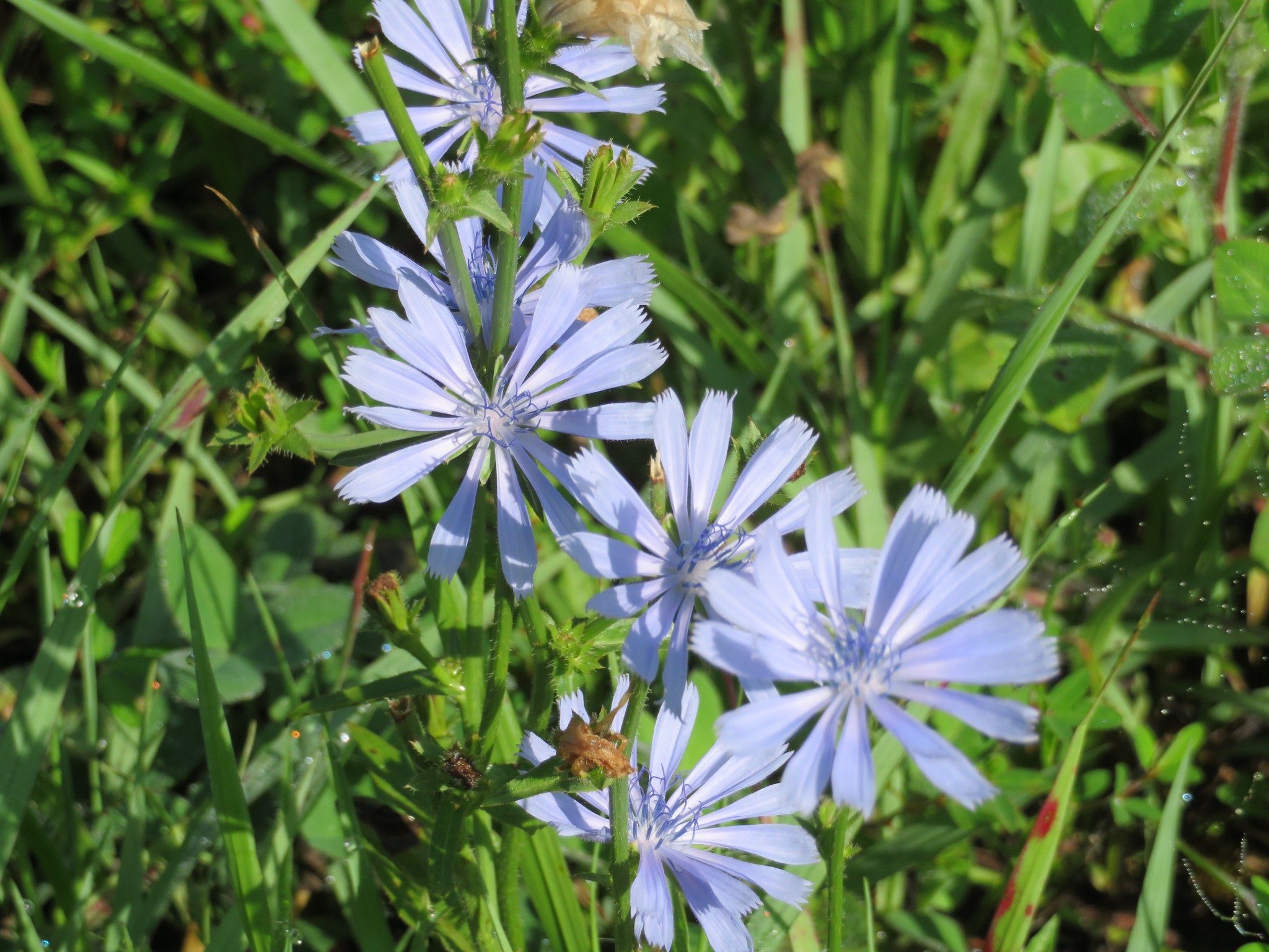 Bachelor Button (a.k.a. Blue Cornflower)