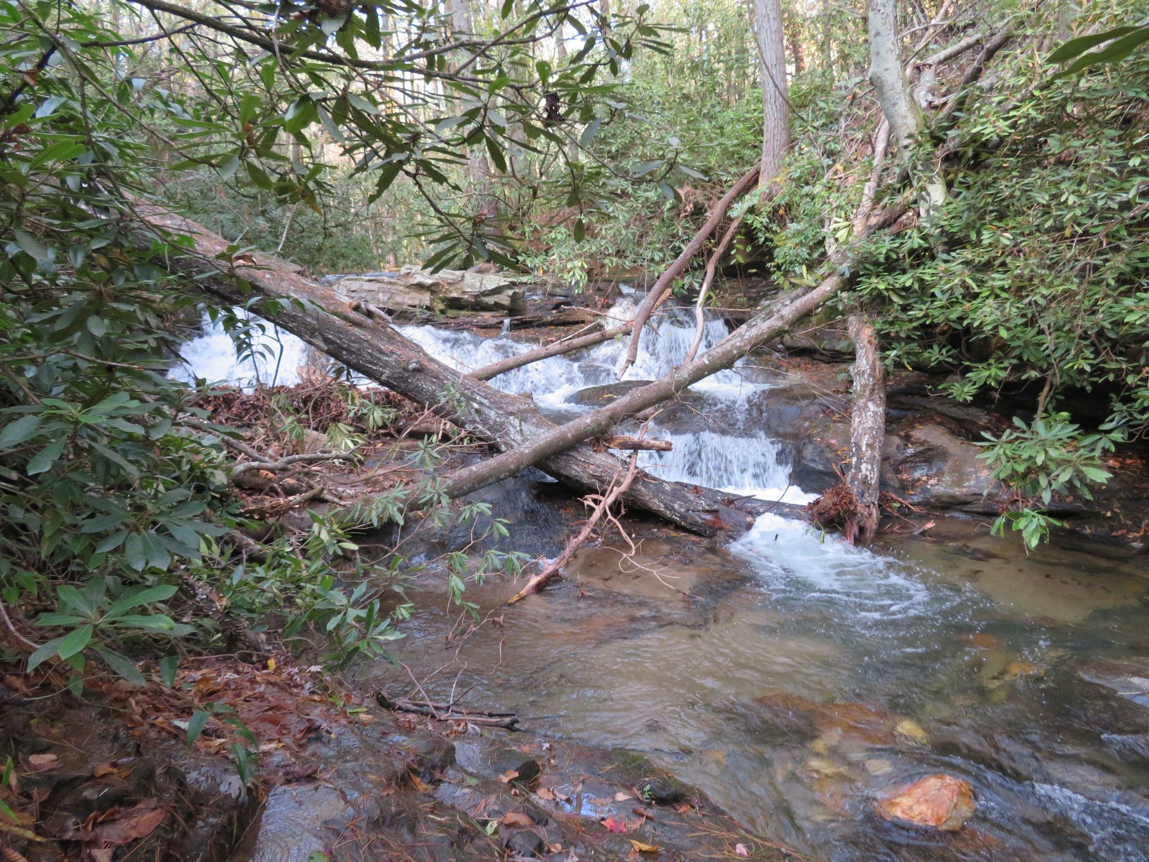 Martin Cree half way up the trail to Martin Creek Falls