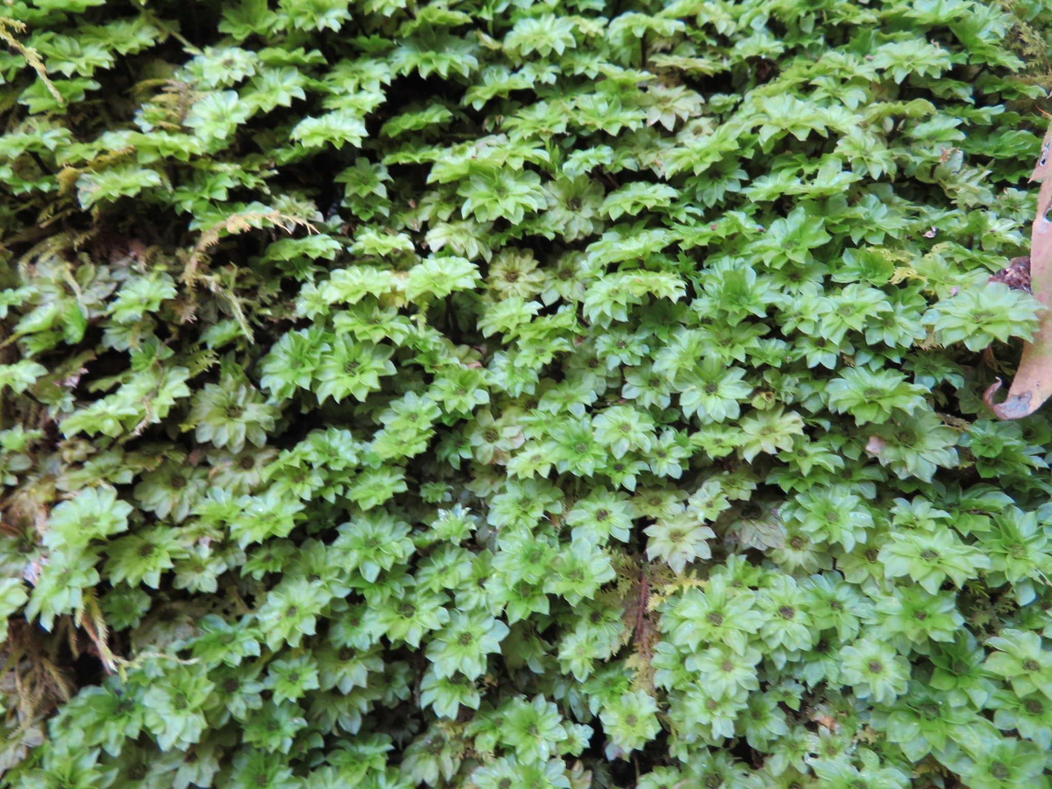 interesting "moss" growing on tree