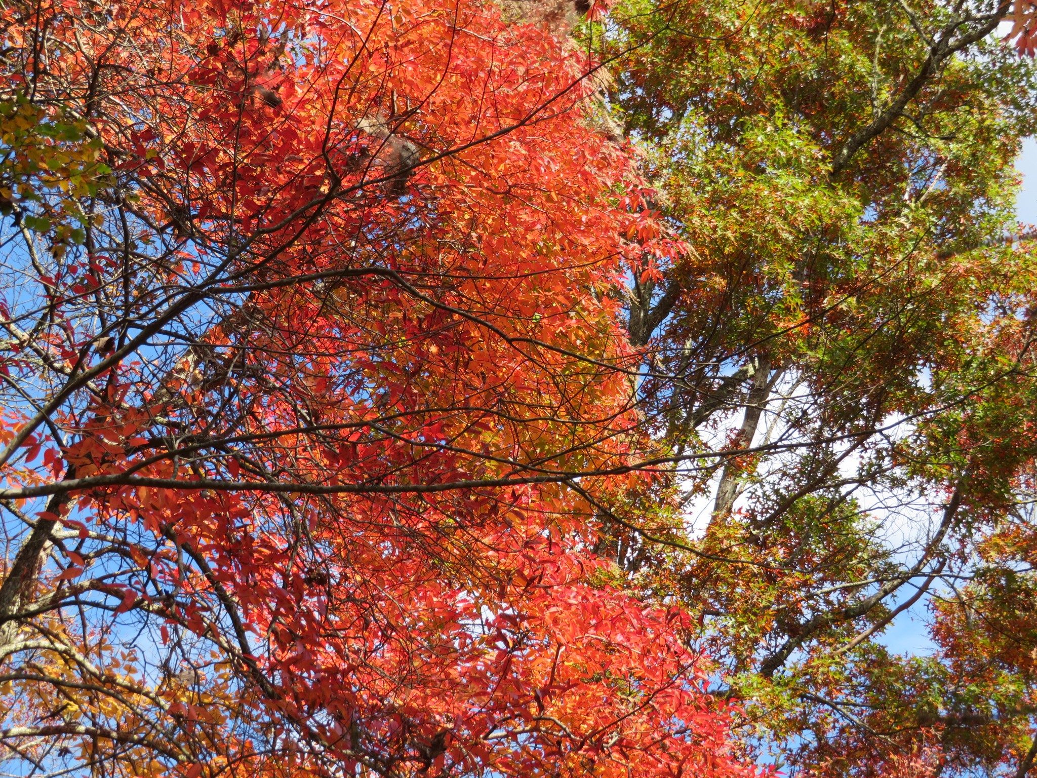 Fall colors along Kimsey Creek Trail
