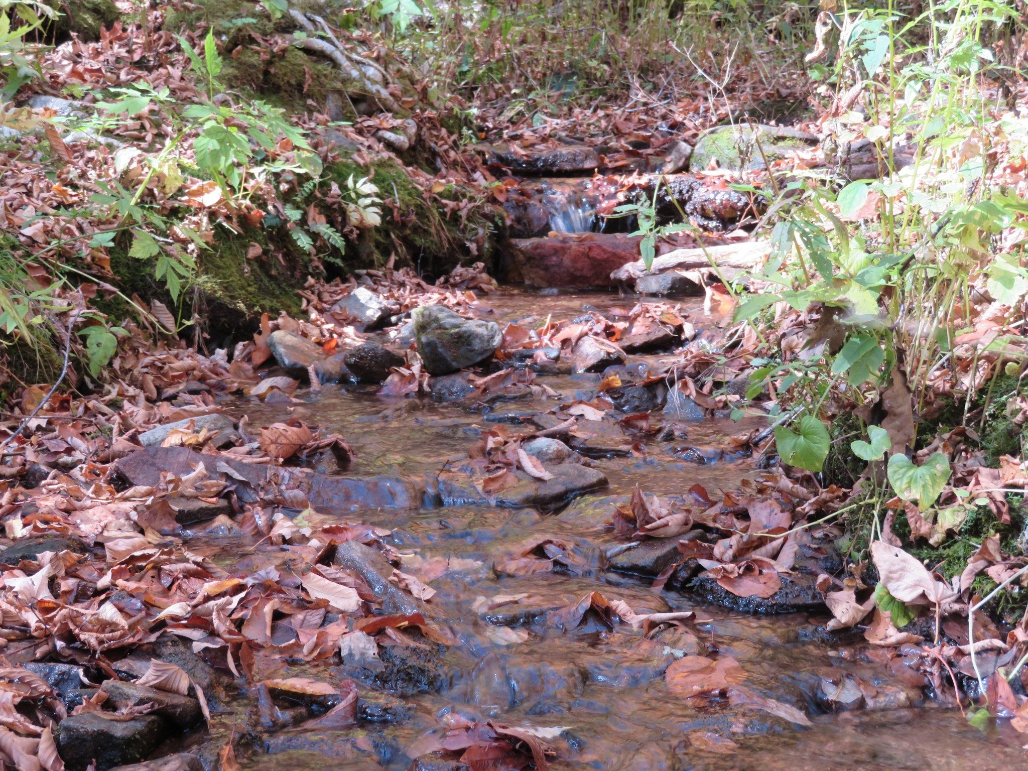 One of several clear water drainages along AT enroute to Siler Bald