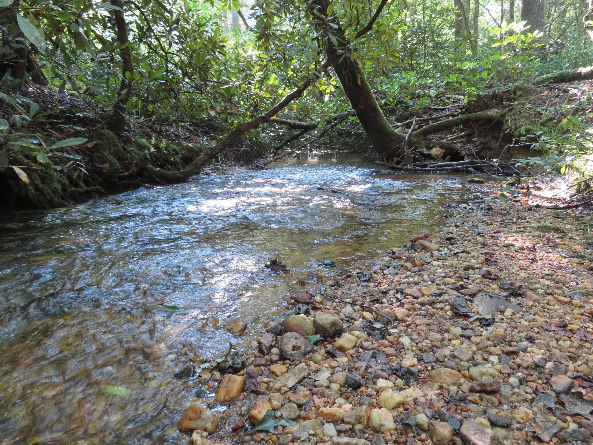 Looking downstream from water crossing at Ash Creek on Ash Creek Loop Trail