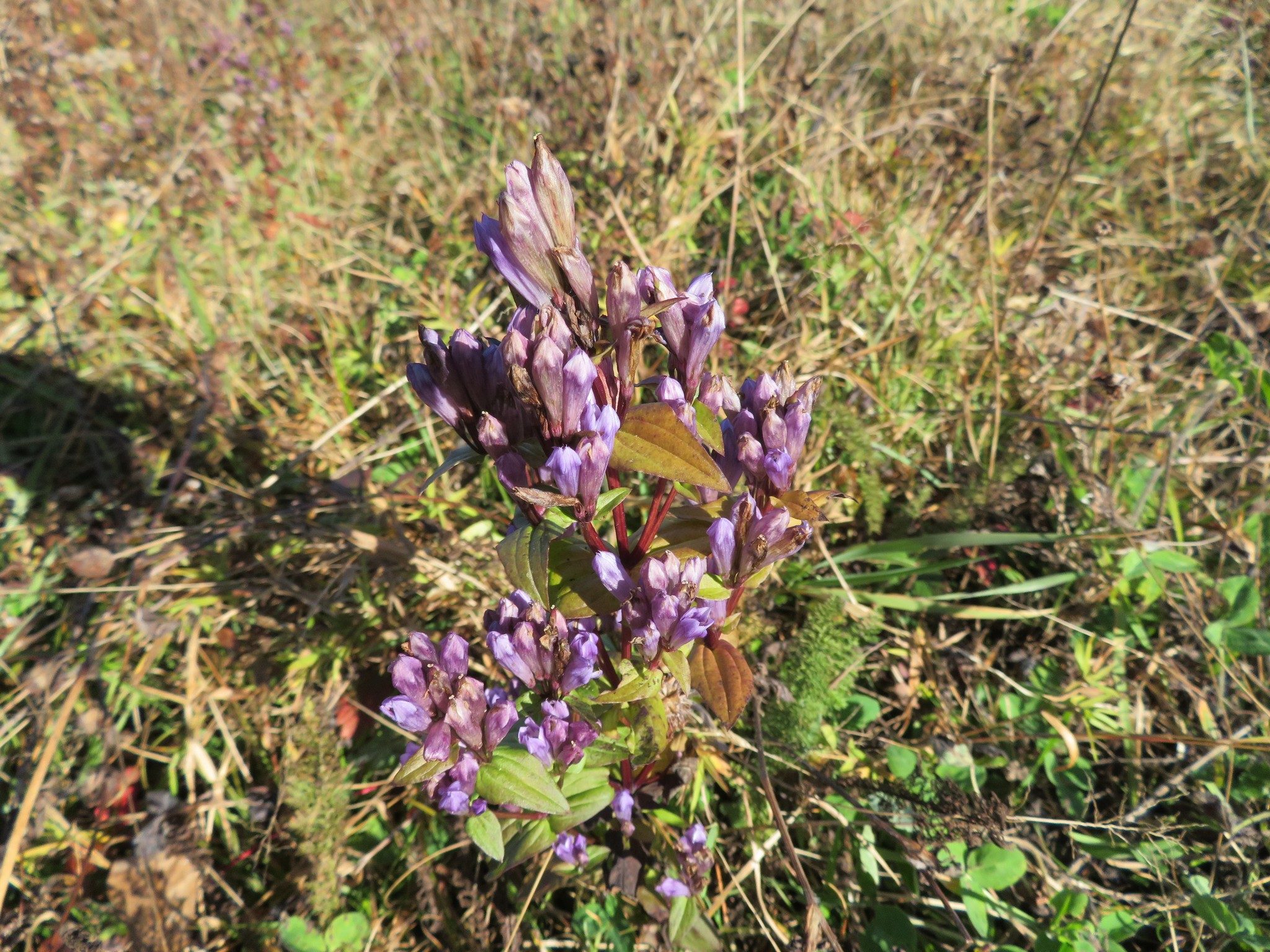 Stiff Gentian (Gentiana quinquefolia)