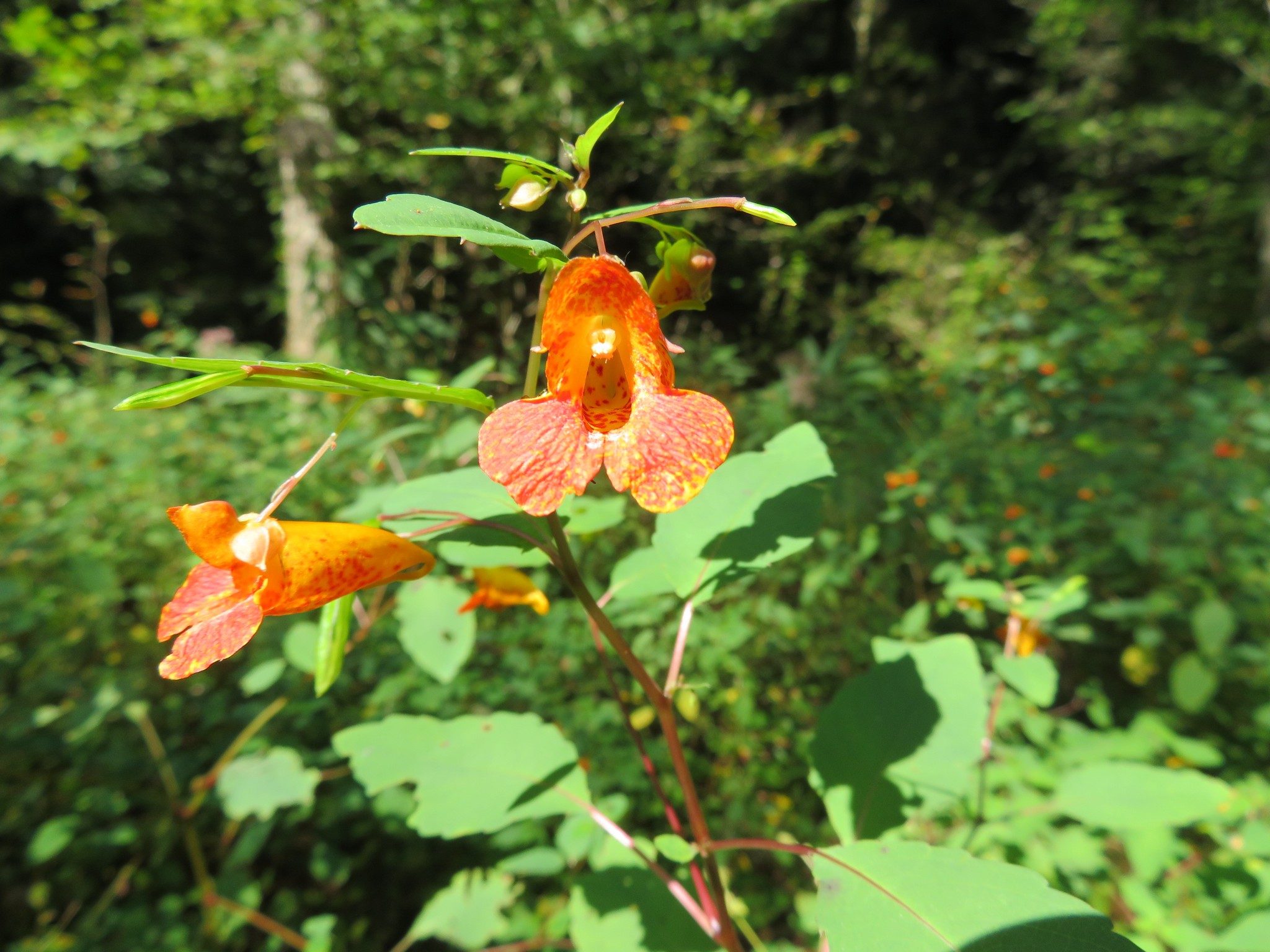 Spotted Jewelweed (Impatiens capensis)