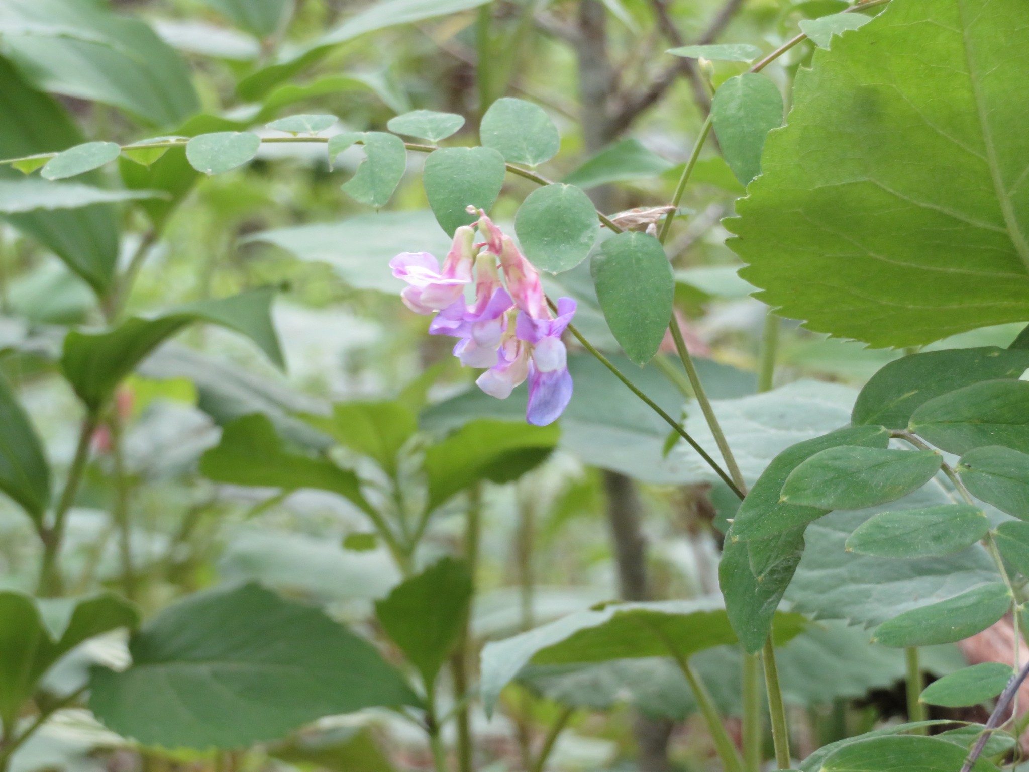 Goat's Rue (Tephrosia virginiana)