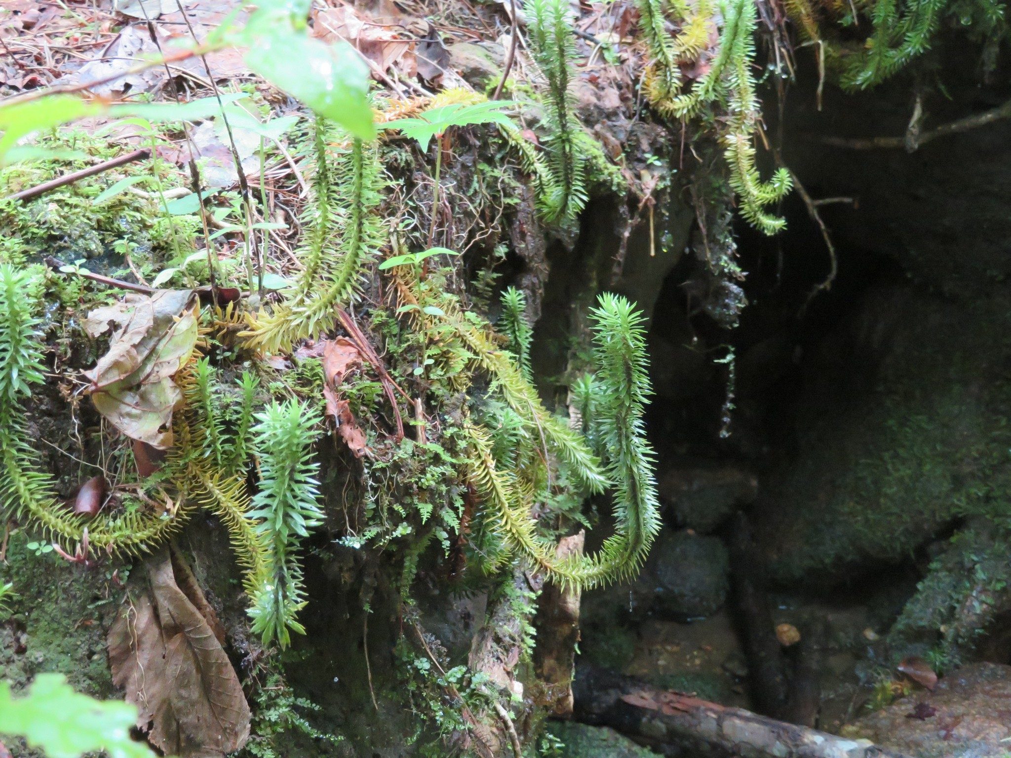 Ground Pine/Club moss (Lycopodium annotinum)