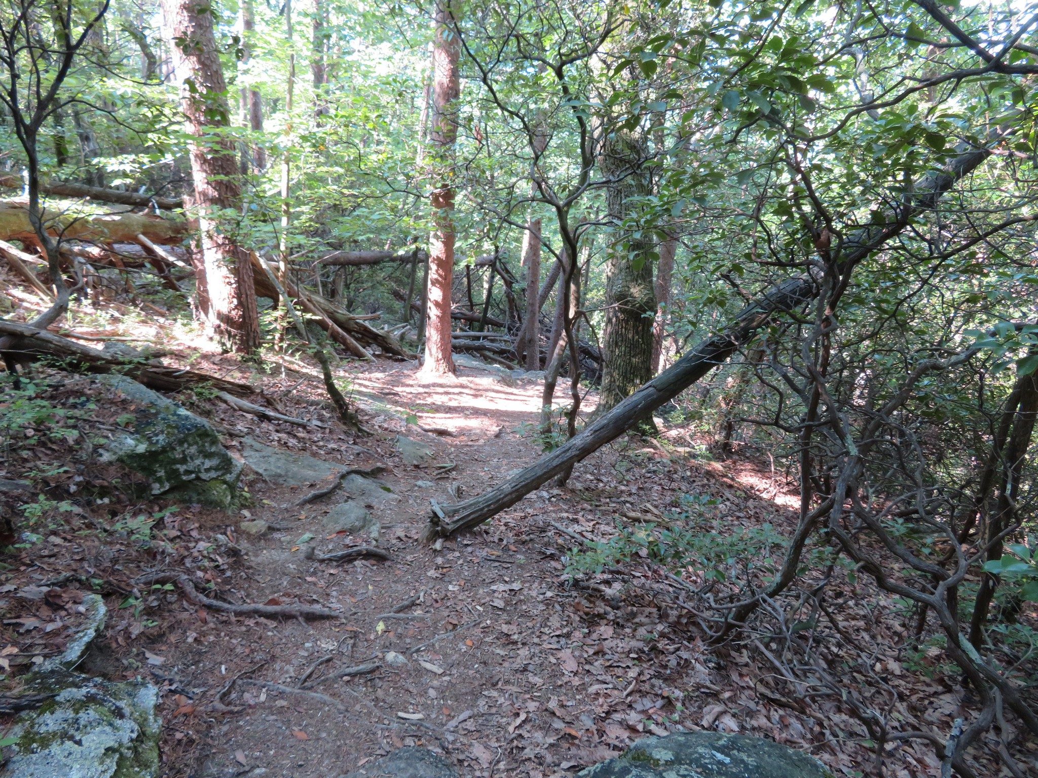 Side trail to the Big Rock Overlook