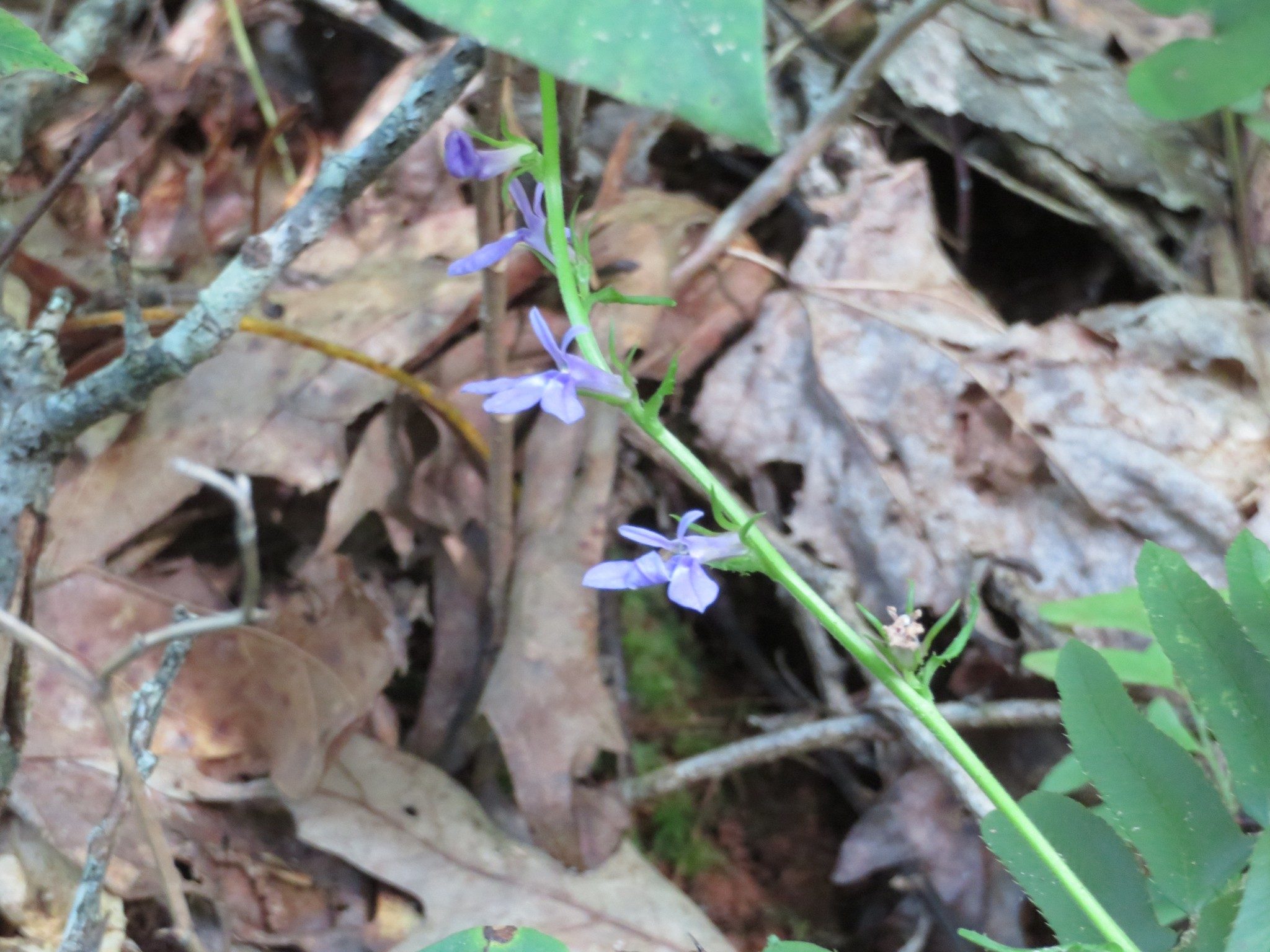 Unknown Lobelia ???