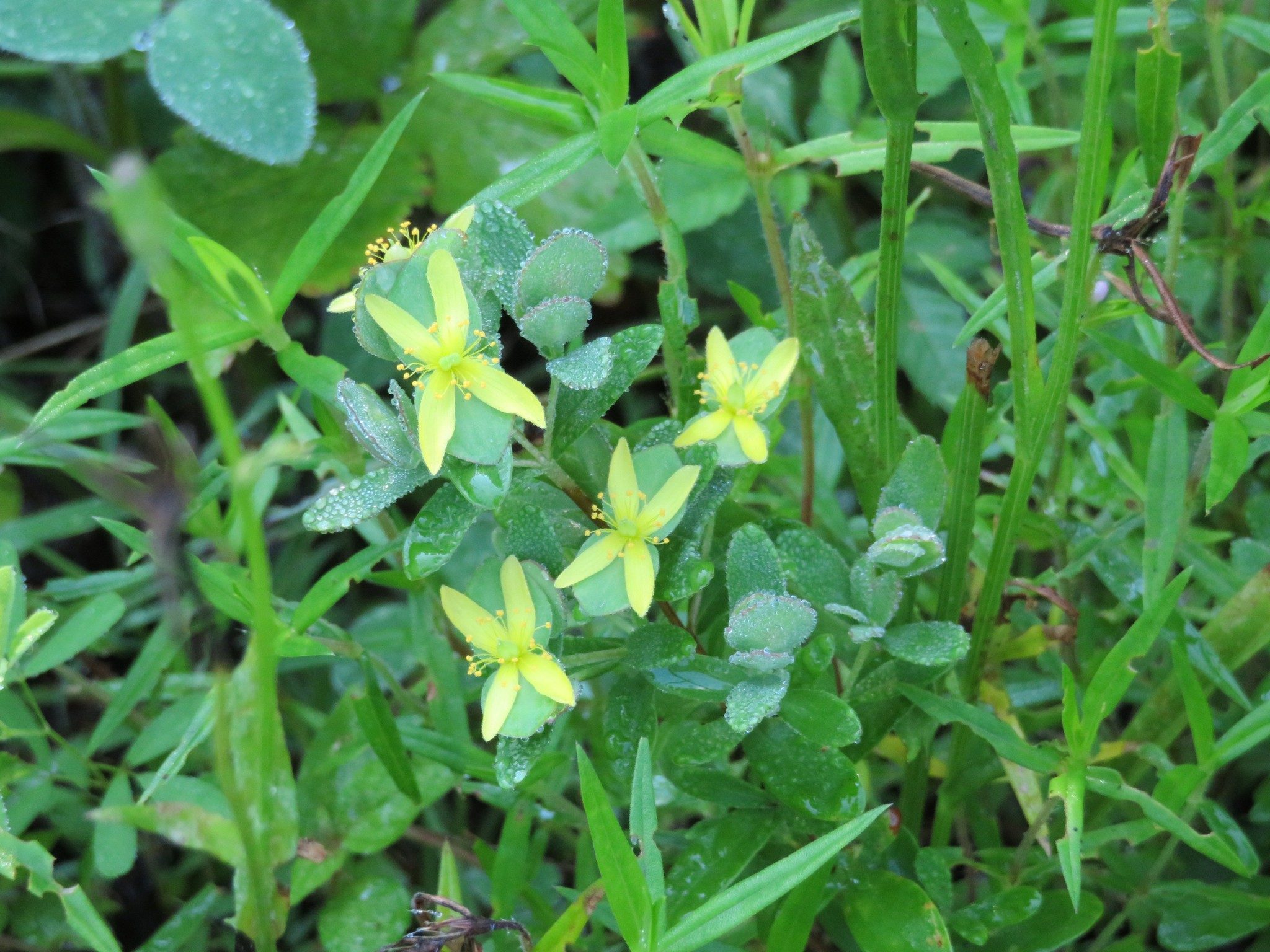 St Andrew's Cross (Hypericum hypericoides)
