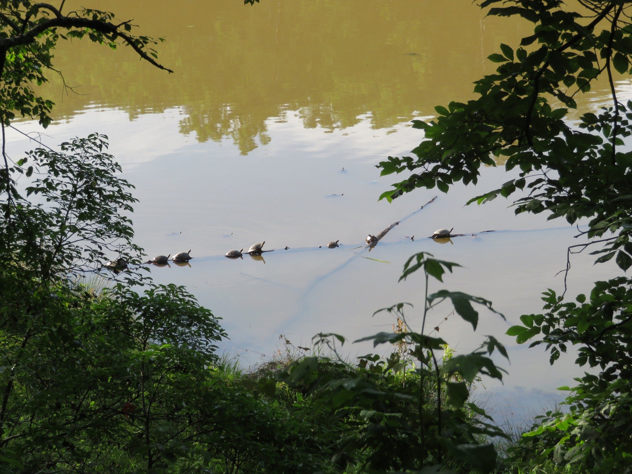 Turtles galore in Nancy Town Lake