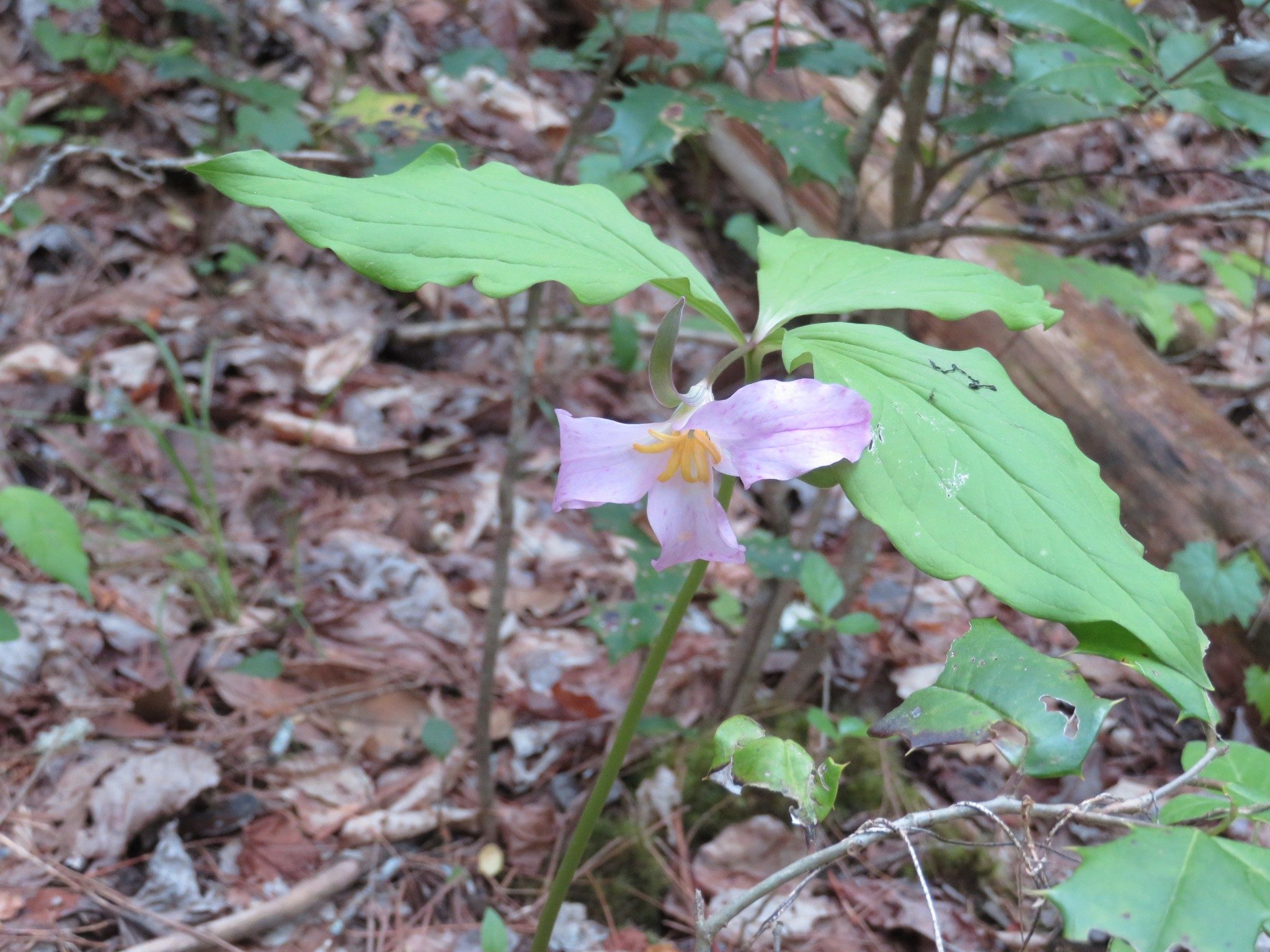 Catesby's Trillium(Trillium catesbaei)