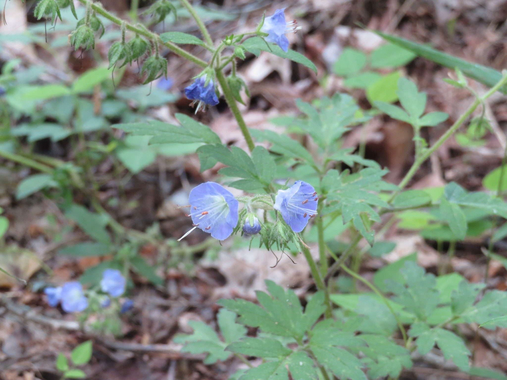 Wild geranium (Geranium maculatum)
