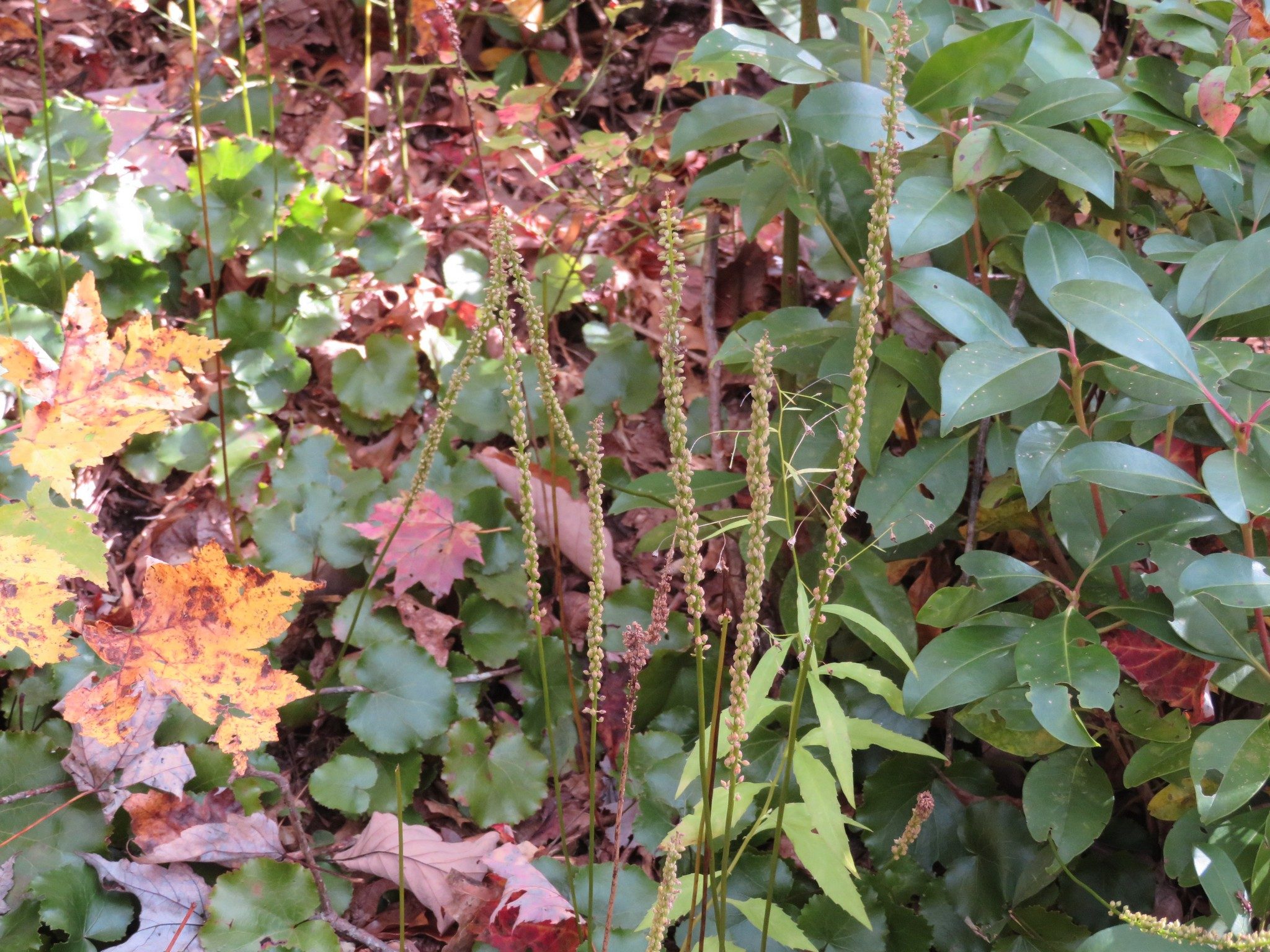 Late season Galax bloom heads