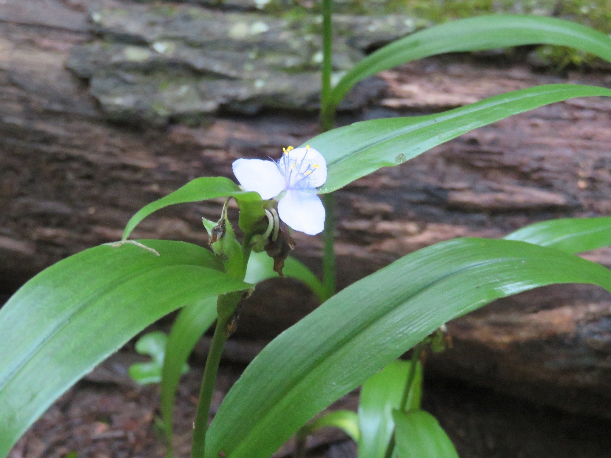 Spiderwort (Tradescantia subaspera)