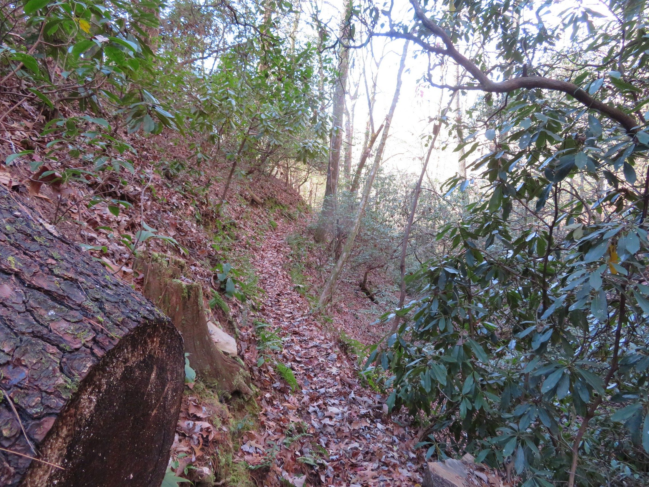 Typical trail conditions prior to reaching the Chattooga River