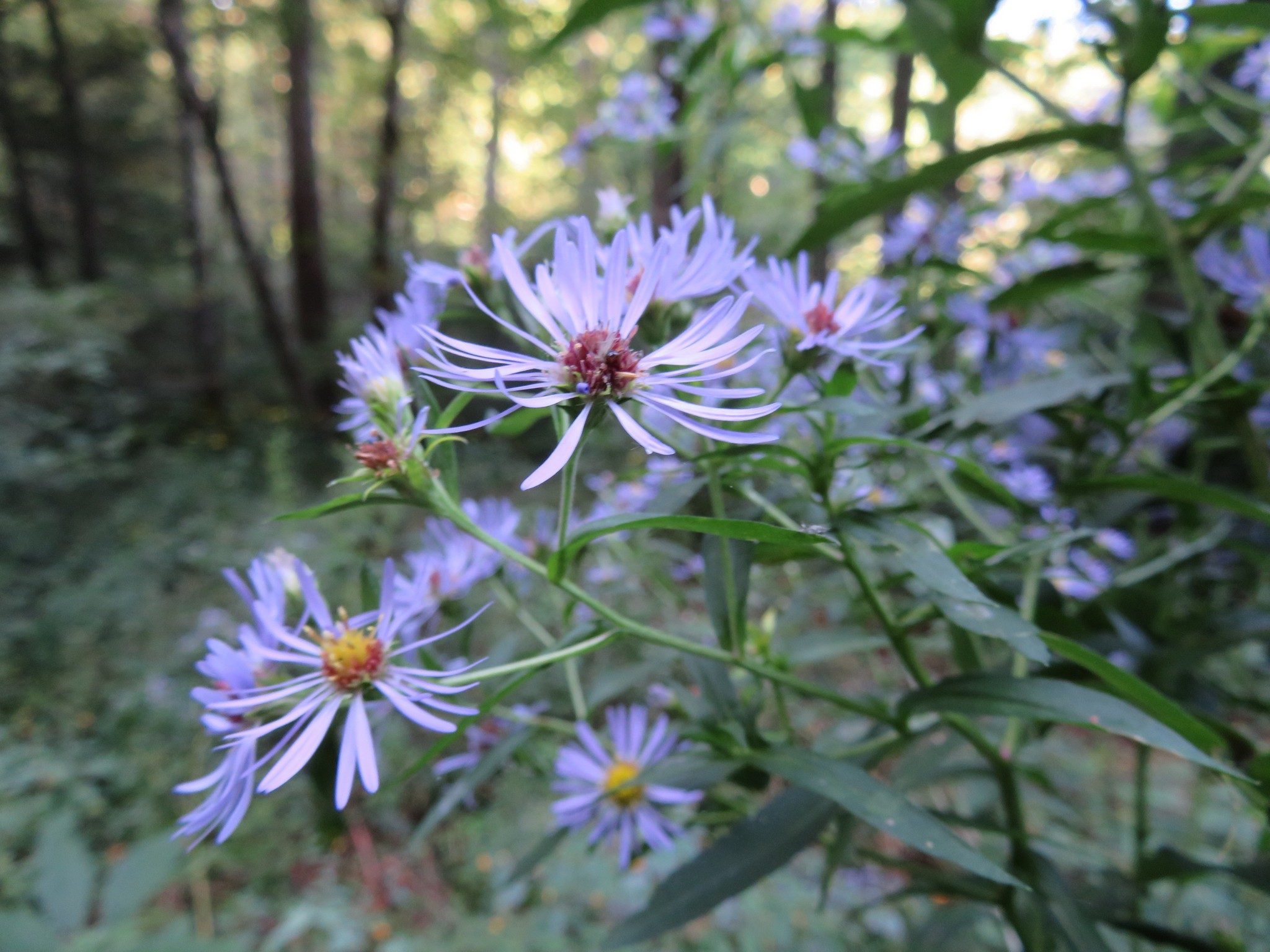 Lots of small displays of Purple Aster