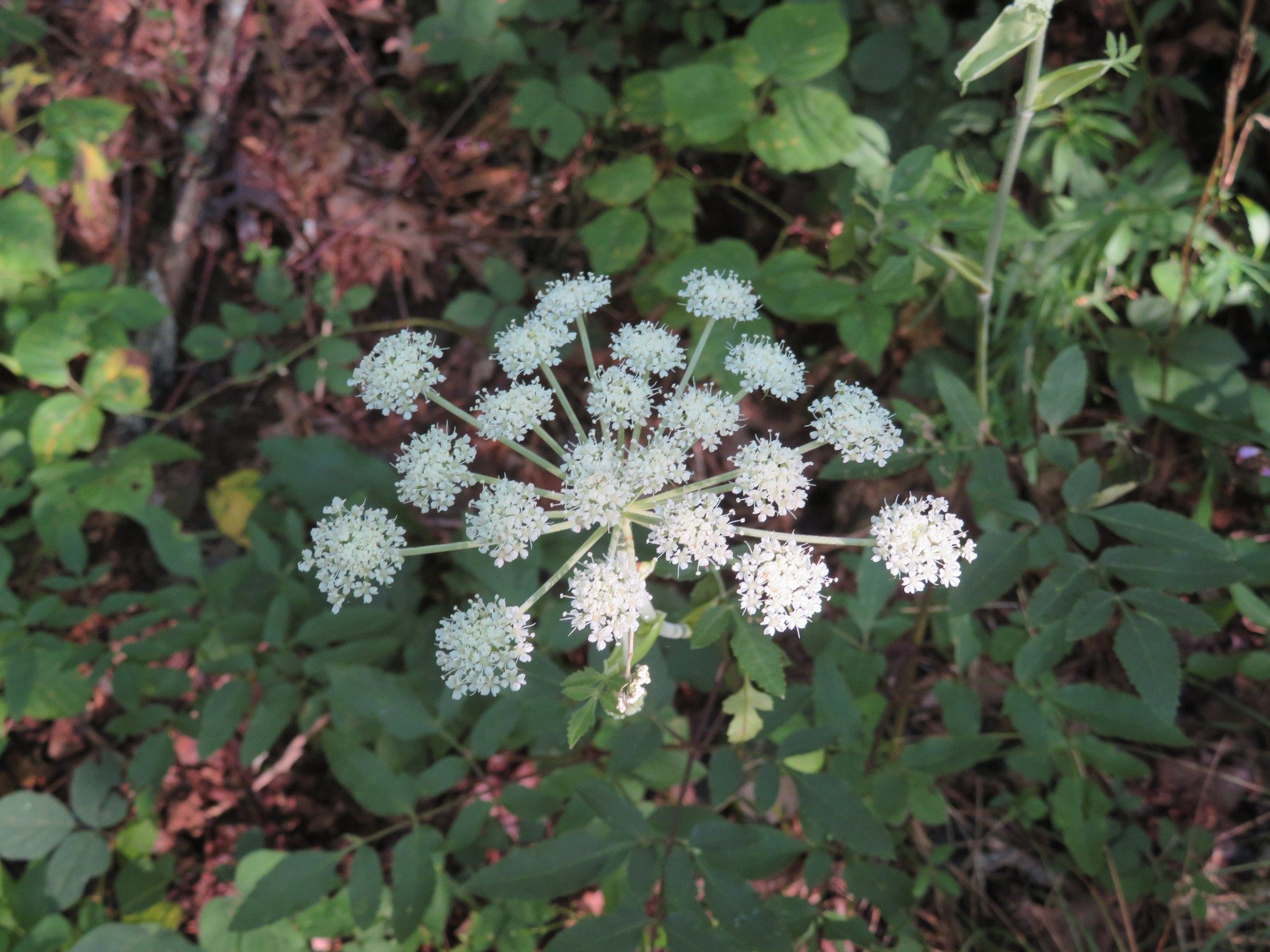 Hairy Angelica (Angelica venenosa)