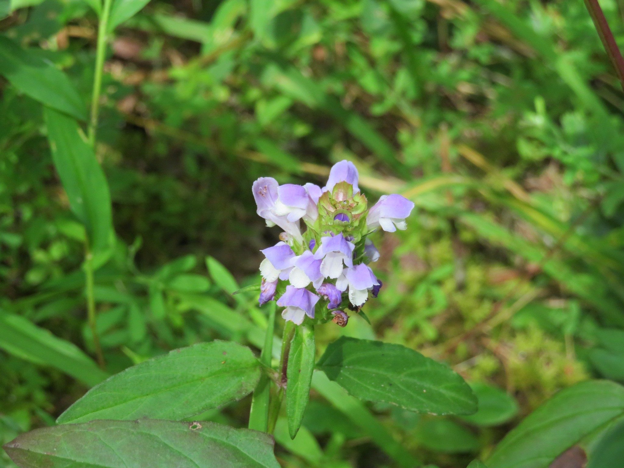 Unknown Wildflower