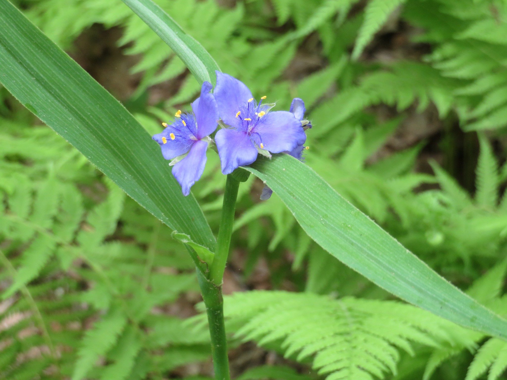 Spiderwort (Tradescantia subaspera