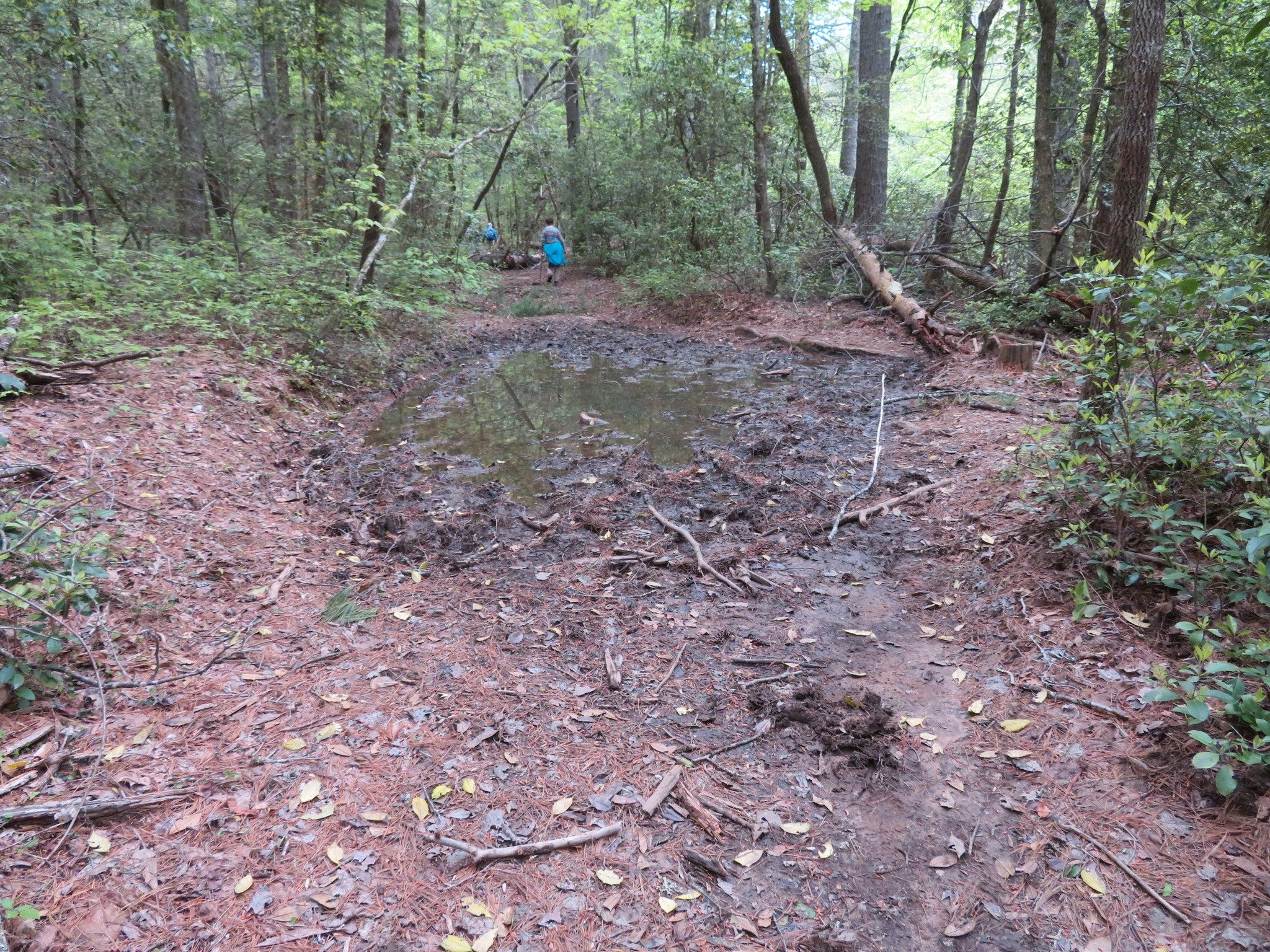 Typical Wet Area in Horse Trail near the Chattooga River
