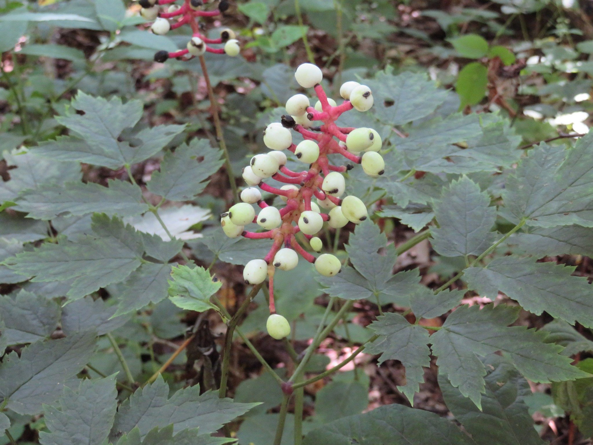 White Baneberry/Doll's Eyes (Actaea pachypoda)