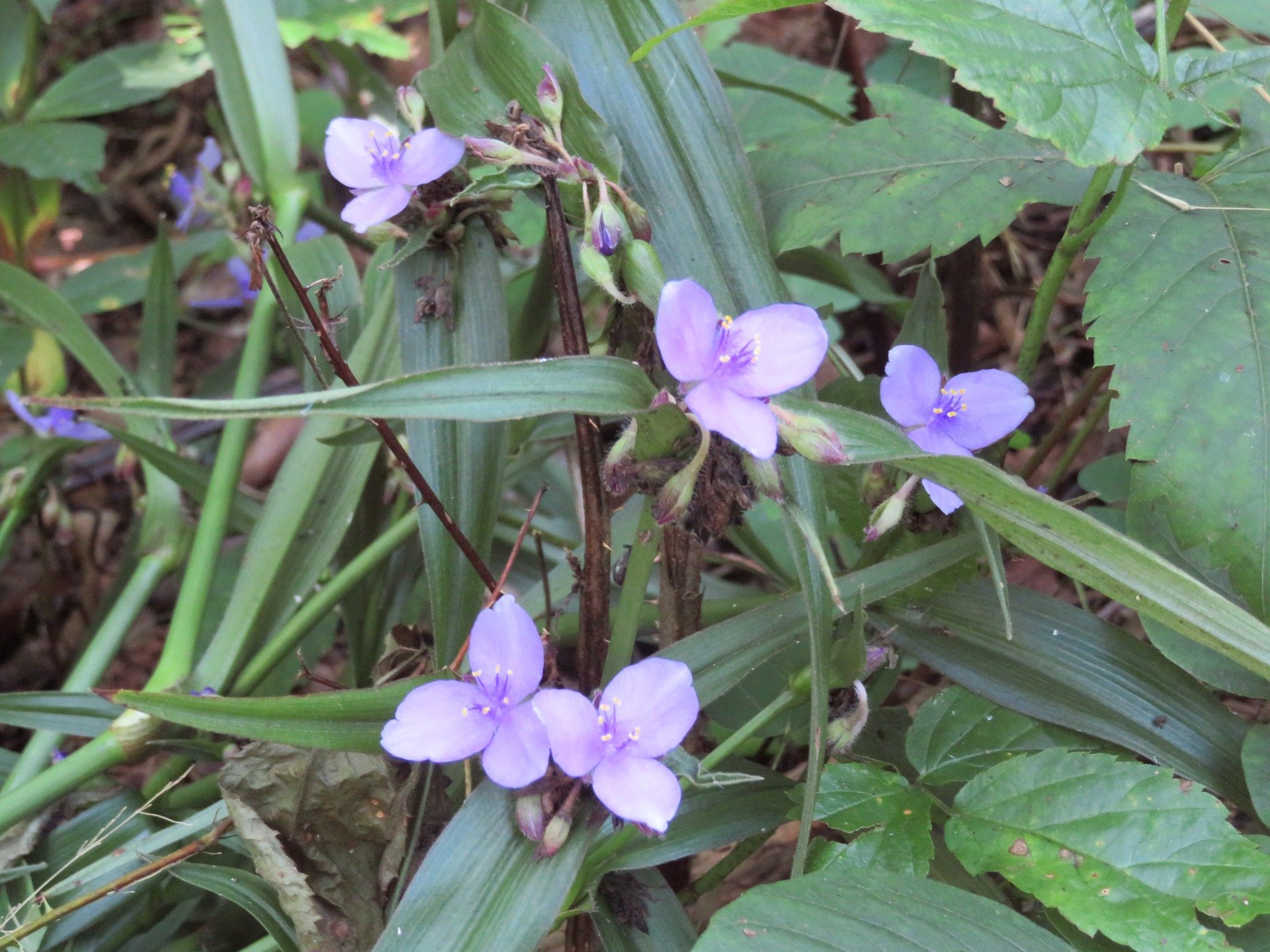 Spiderwort (Tradescantia subaspera)