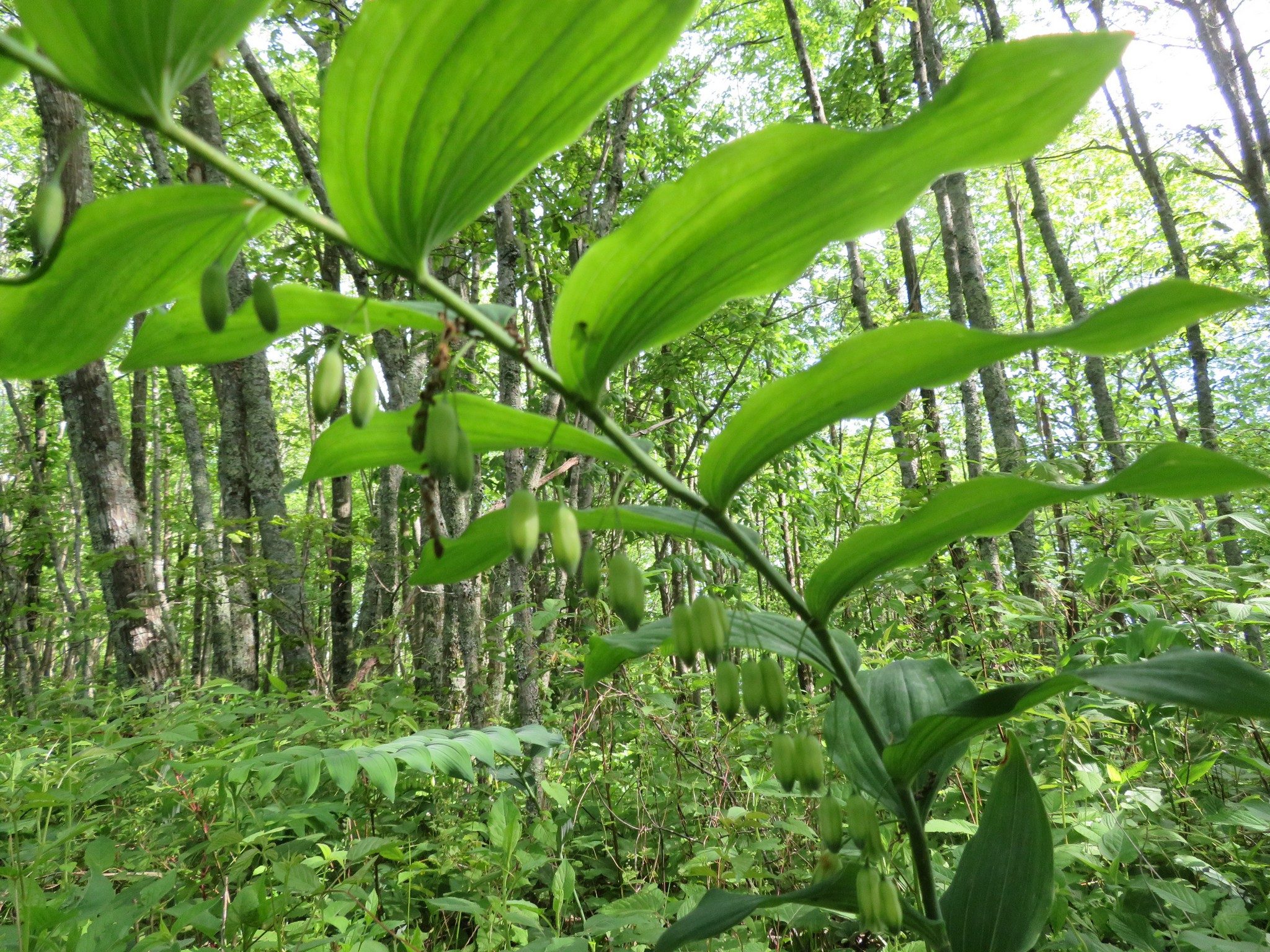Solomon's-seal (post-blooming) (Polygonatum biflorum)
