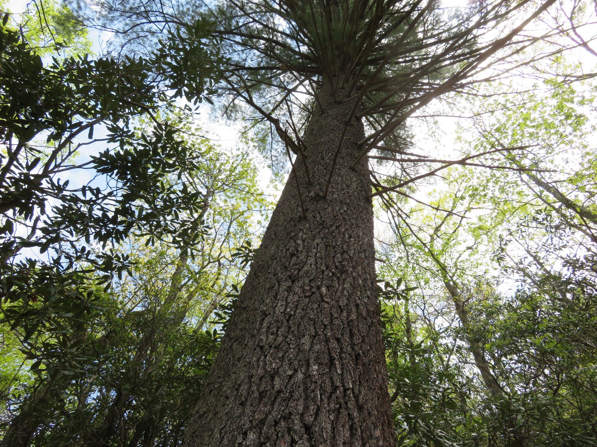 Huge While Pine