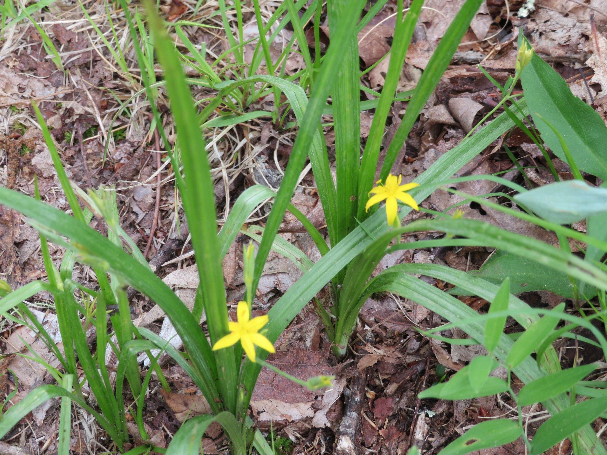 Star Grass