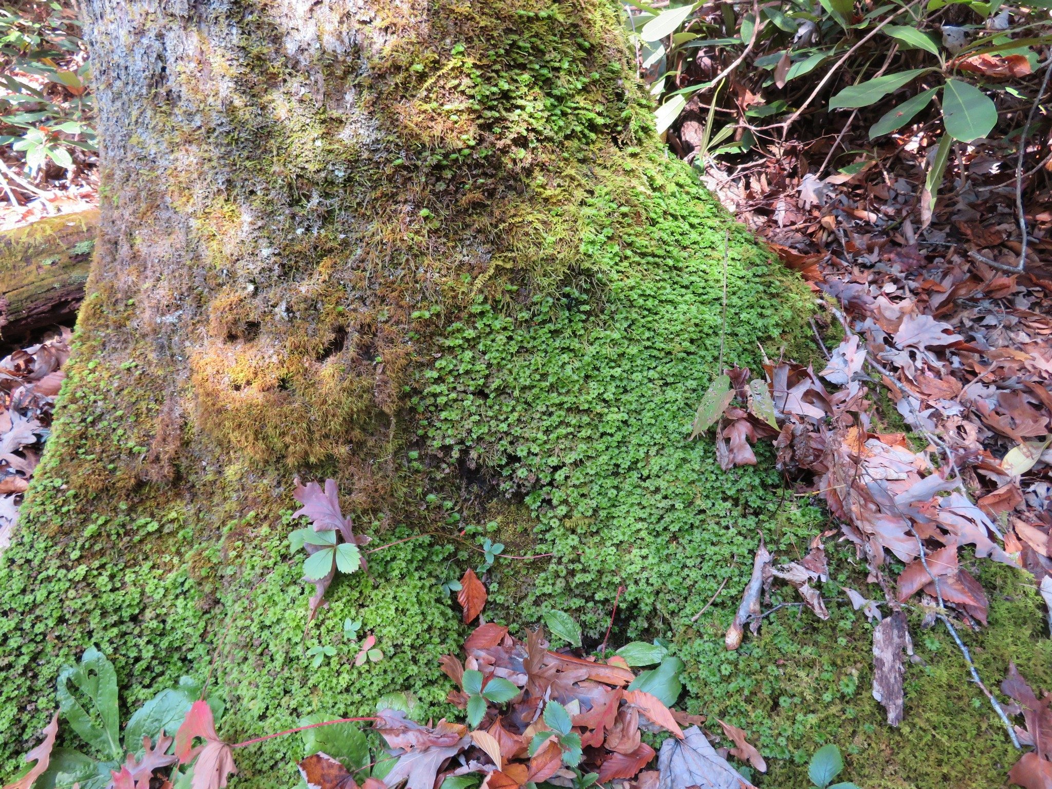 More of the interesting "moss" on base of tree