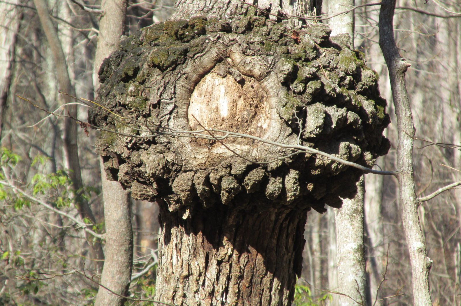 Interesting Gall
