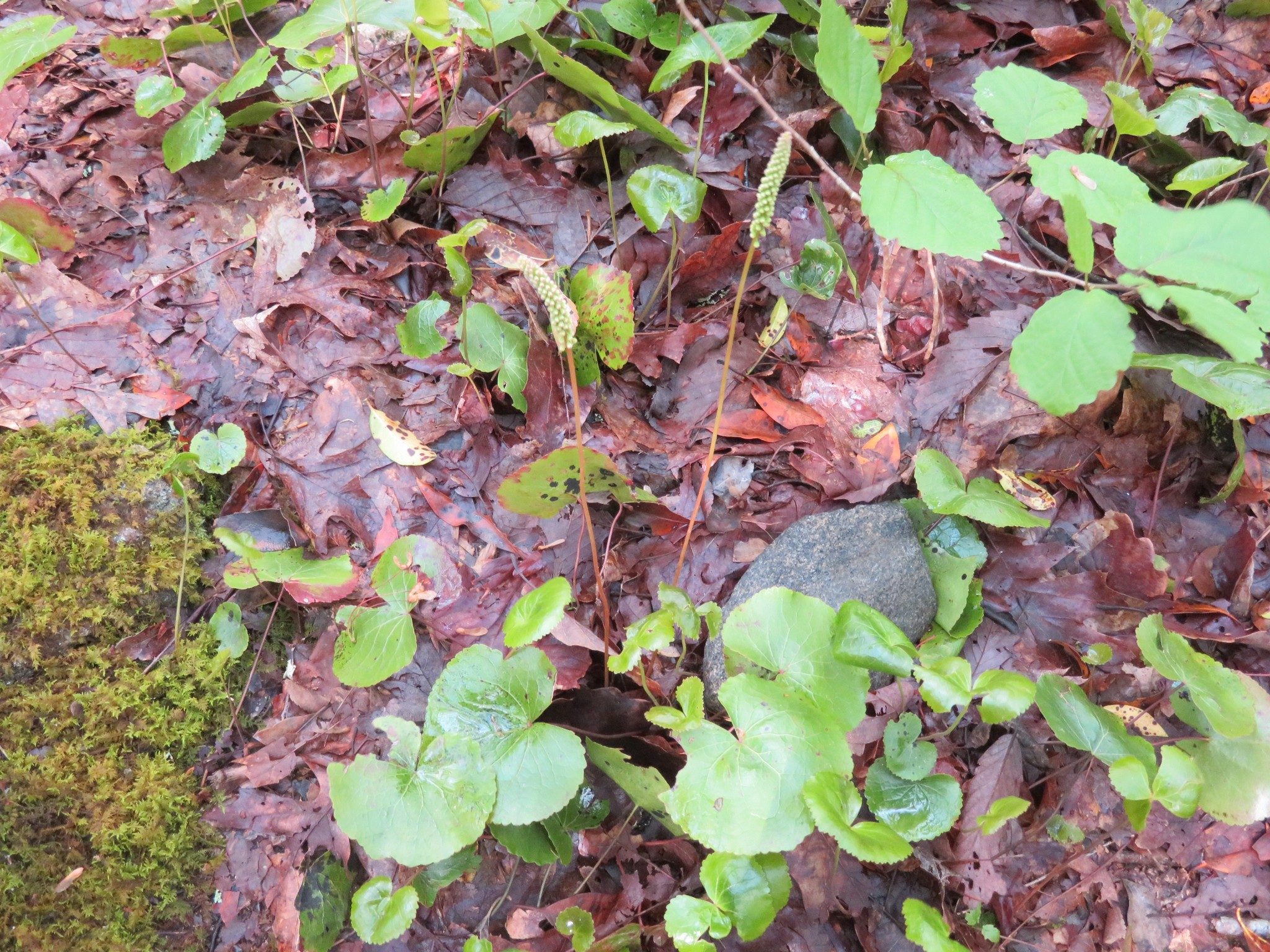 Galax in Bloom