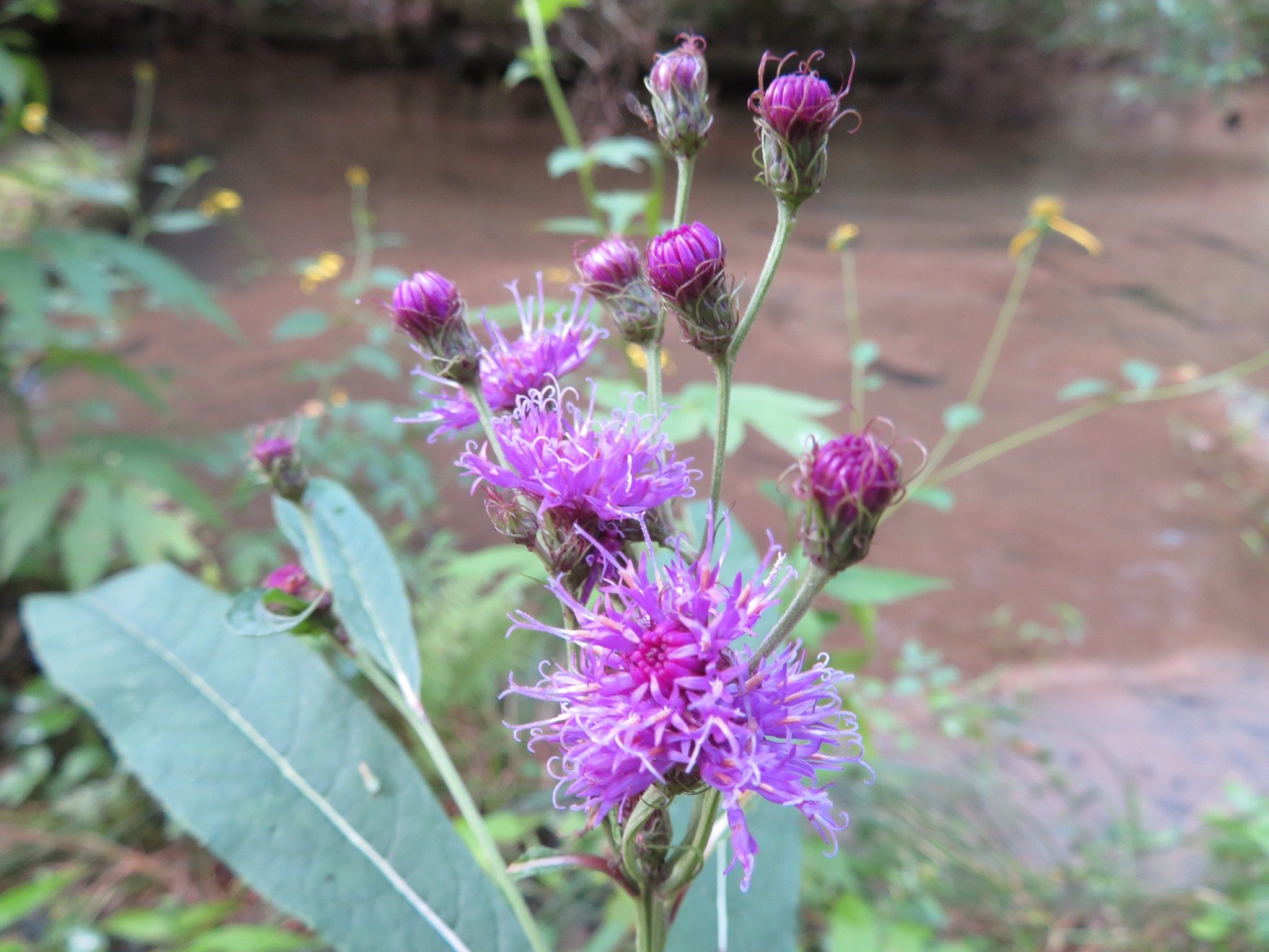 Unknown Wildflower