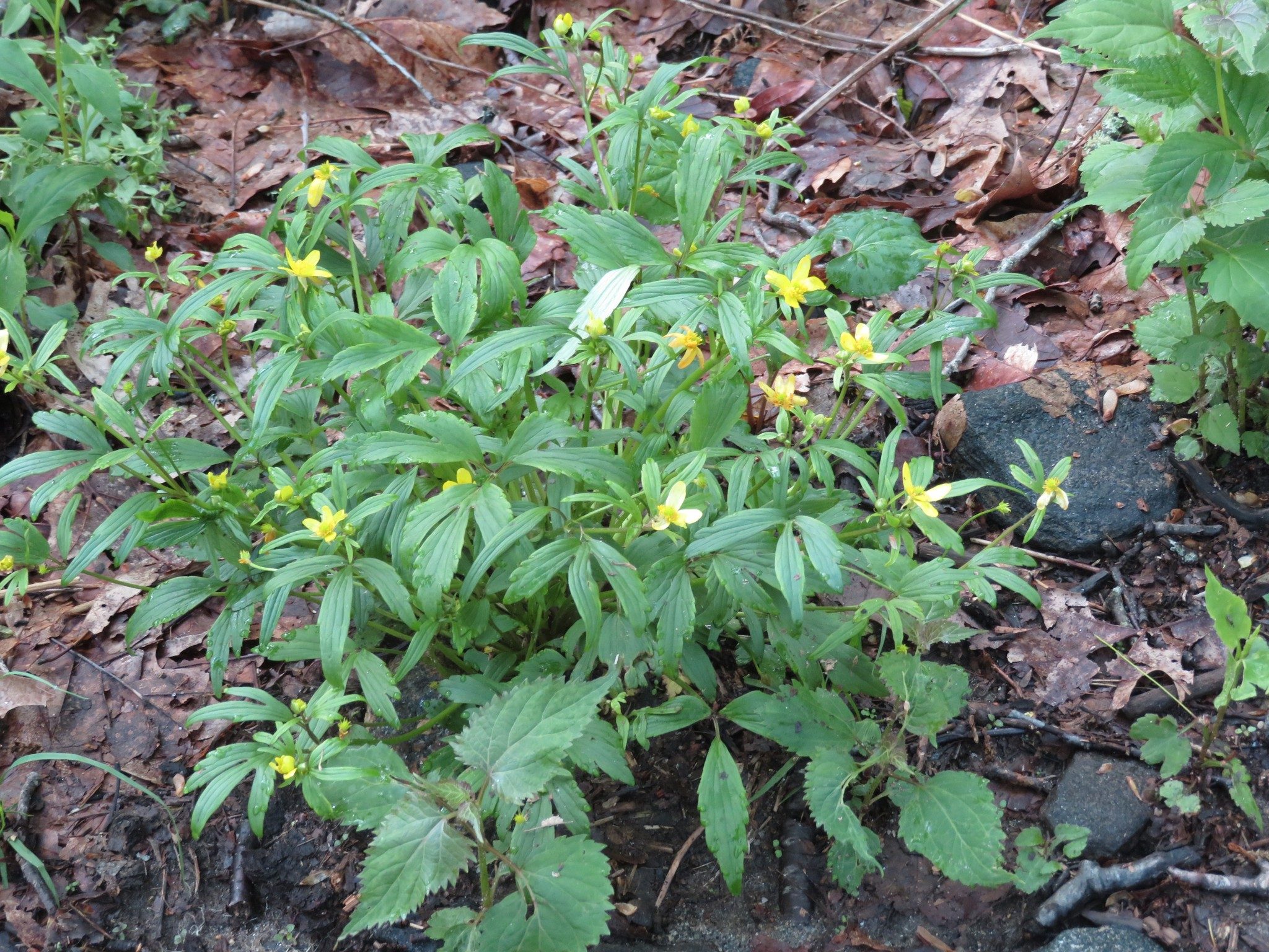 Cinquefoil