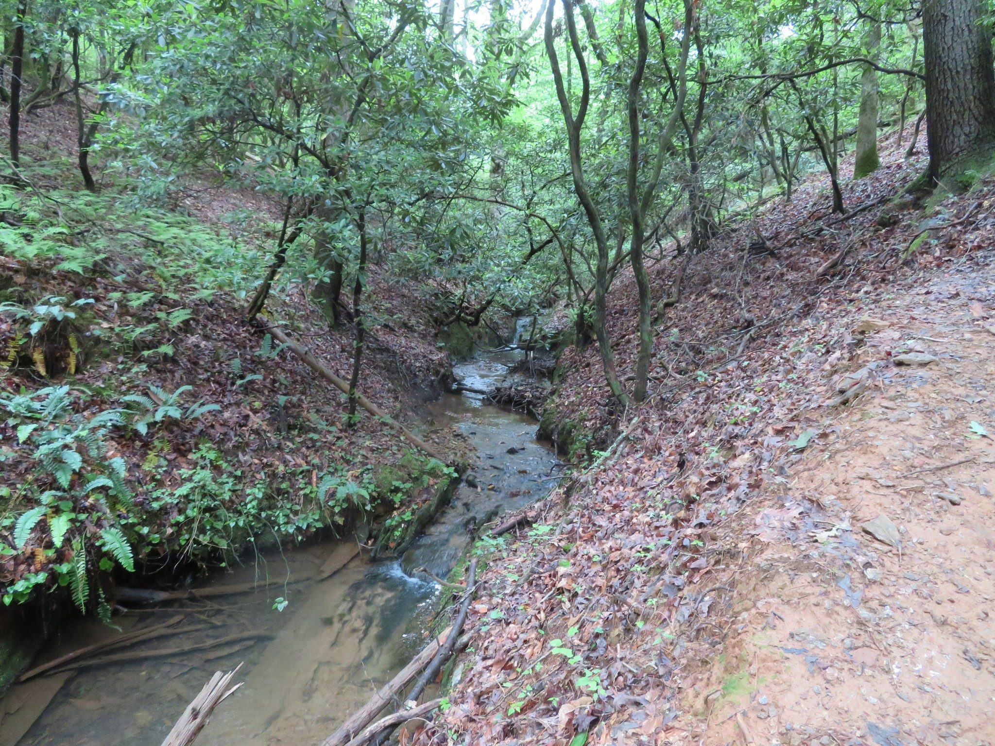 One of several small creeks feeding Turner Lake
