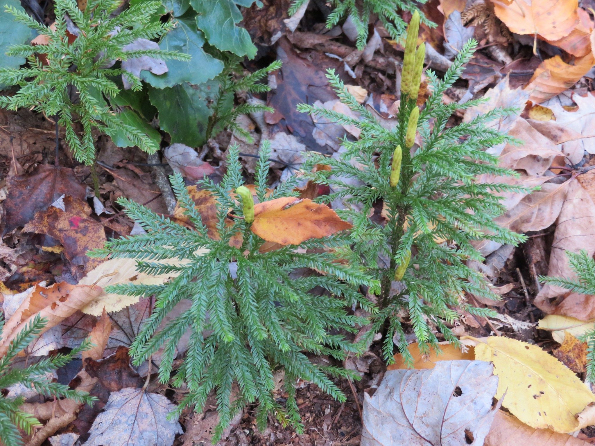Carolina Nature Common Ground-pine (Lycopodium obscurum)