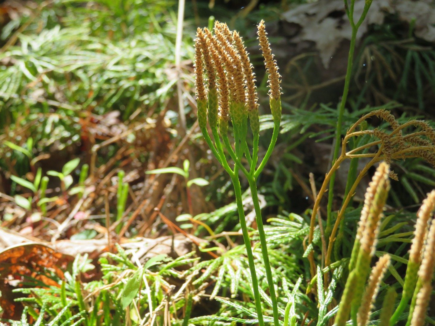 Southern Ground-Cedar (Diphasiastrum digitatum)