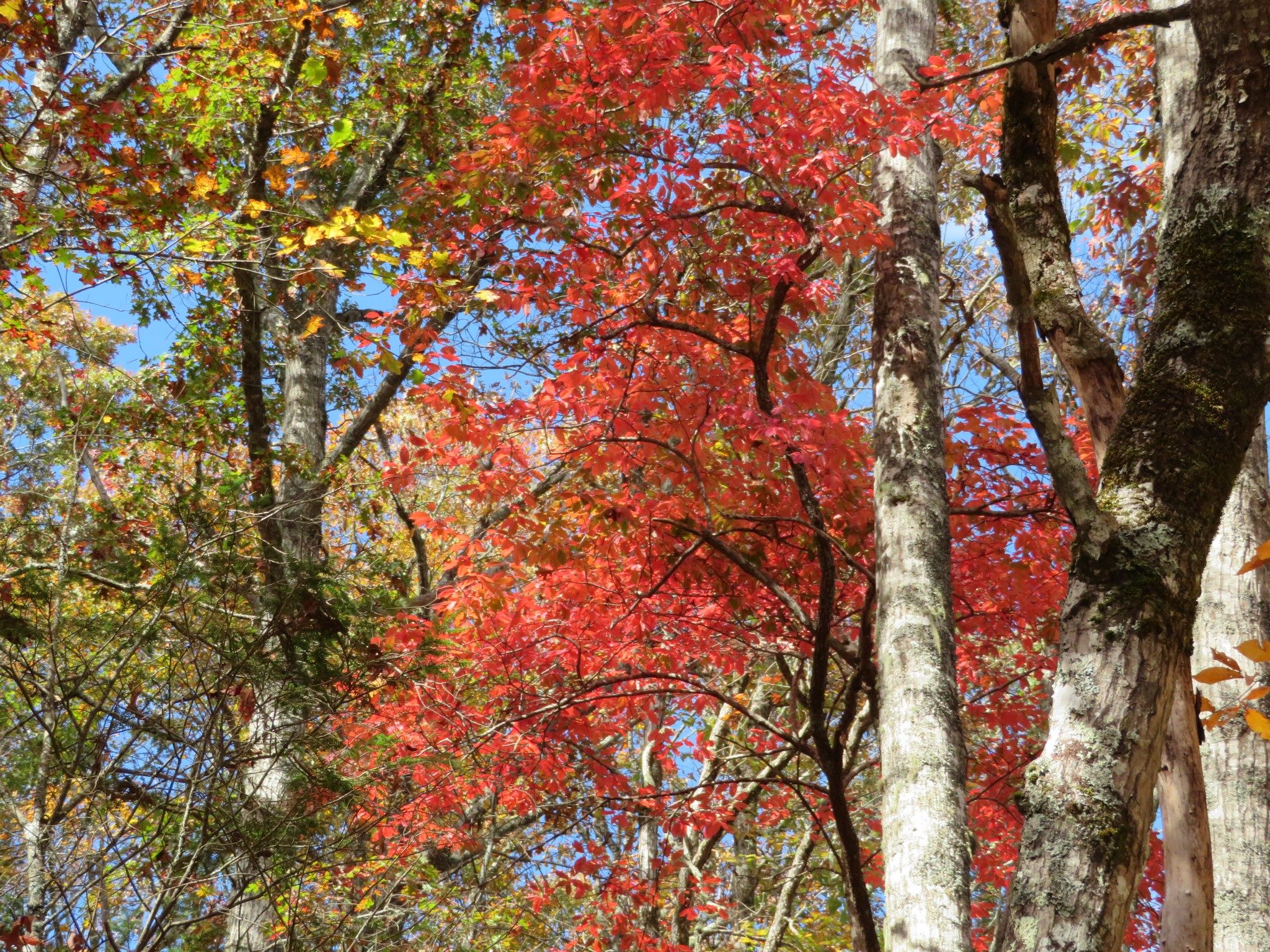 Fall colors along trail