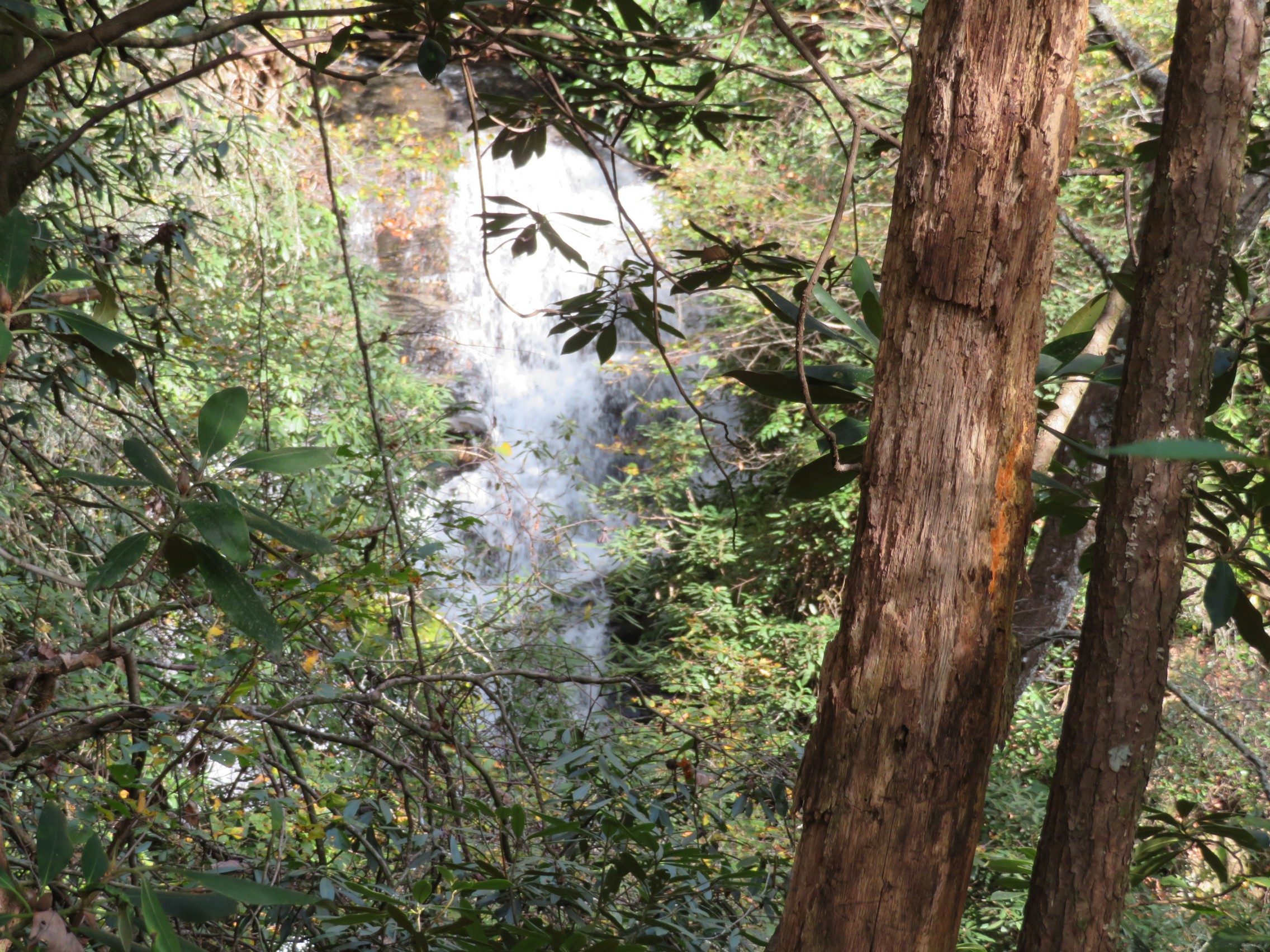 Another view of Martin Creek Falls through trees from trail above falls